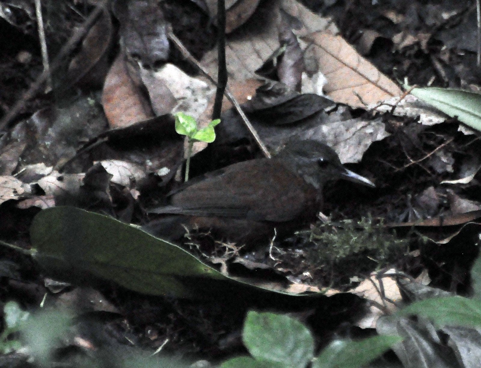 Grijskeelbladkrabber (Sclerurus albigularis)