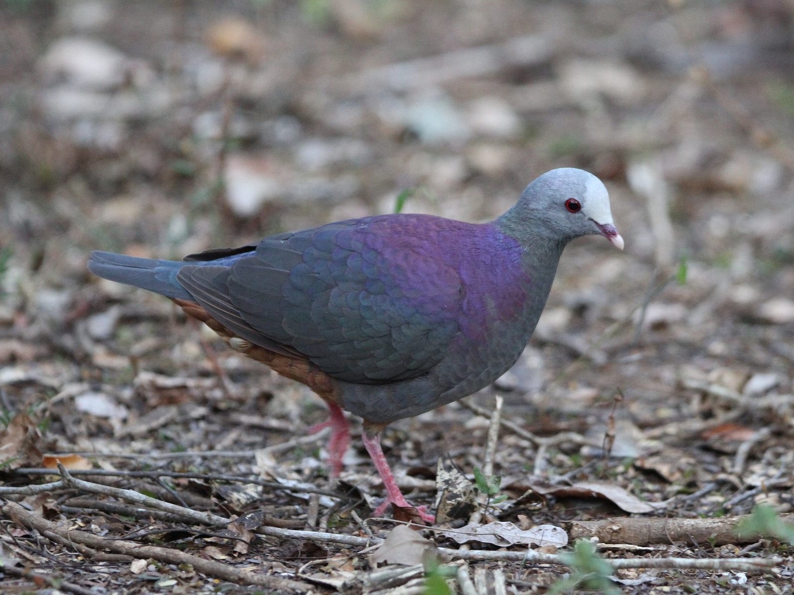 Grijskopkwartelduif (Geotrygon caniceps)
