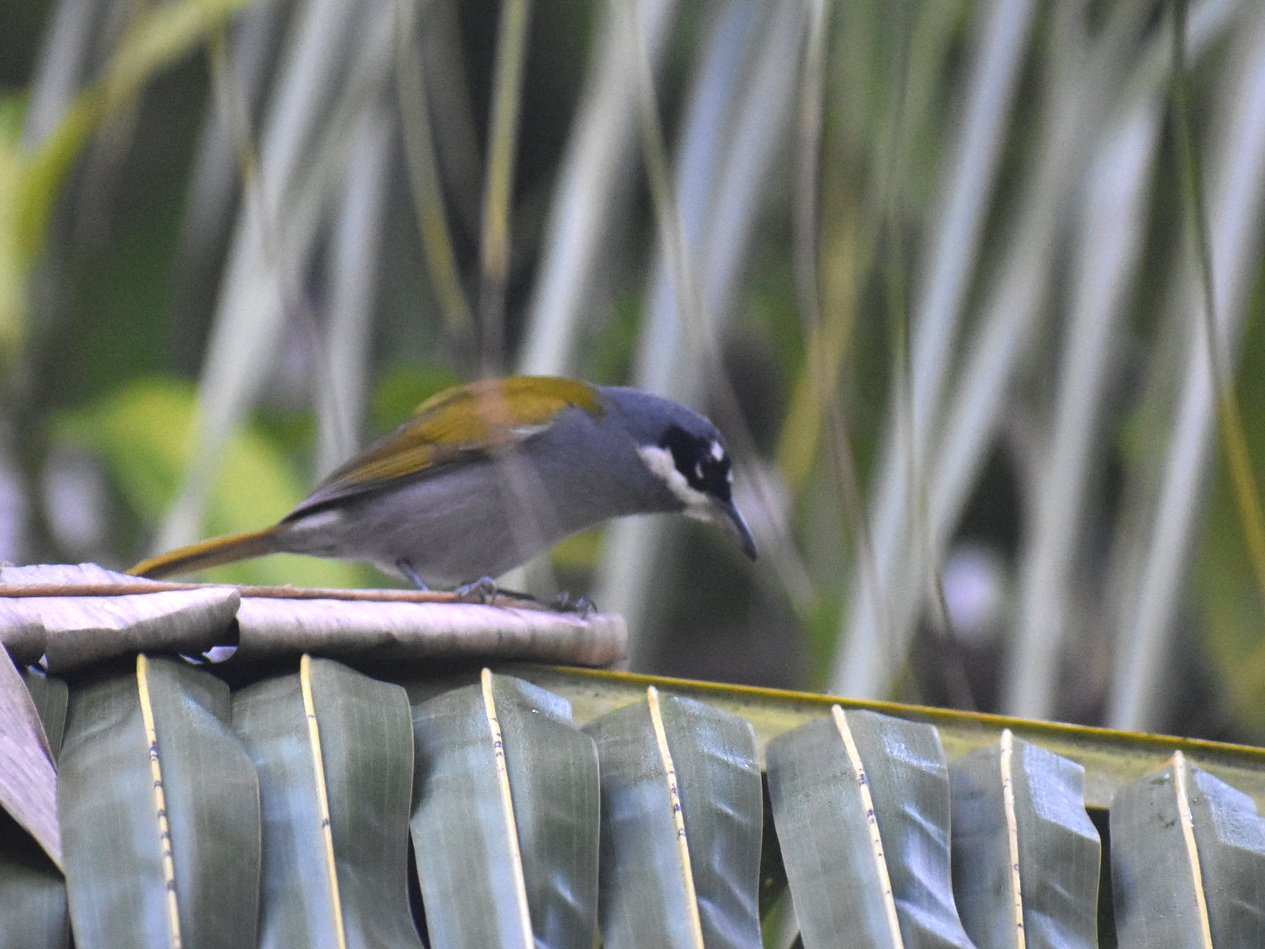 Grijskruinpalmtangare (Phaenicophilus poliocephalus)