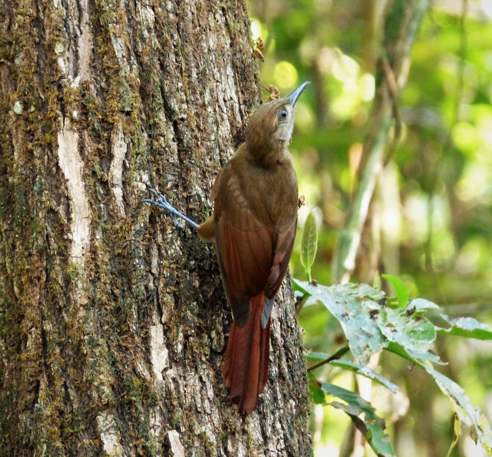 Grijswangmuisspecht (Dendrocincla fuliginosa)