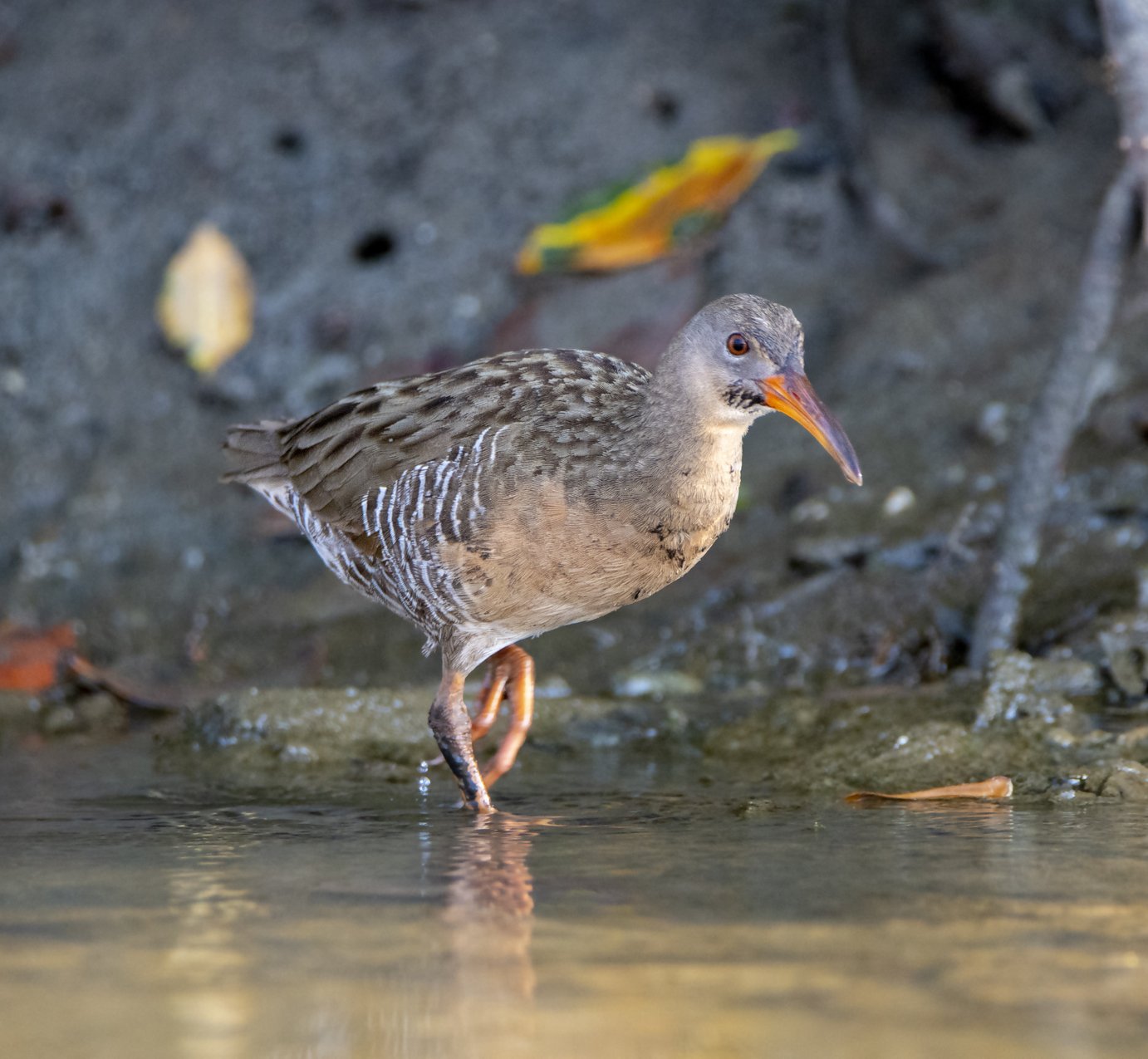 Grijze ral (Rallus longirostris)