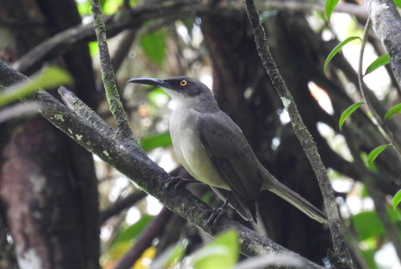 Grijze sidderspotlijster (Cinclocerthia gutturalis)