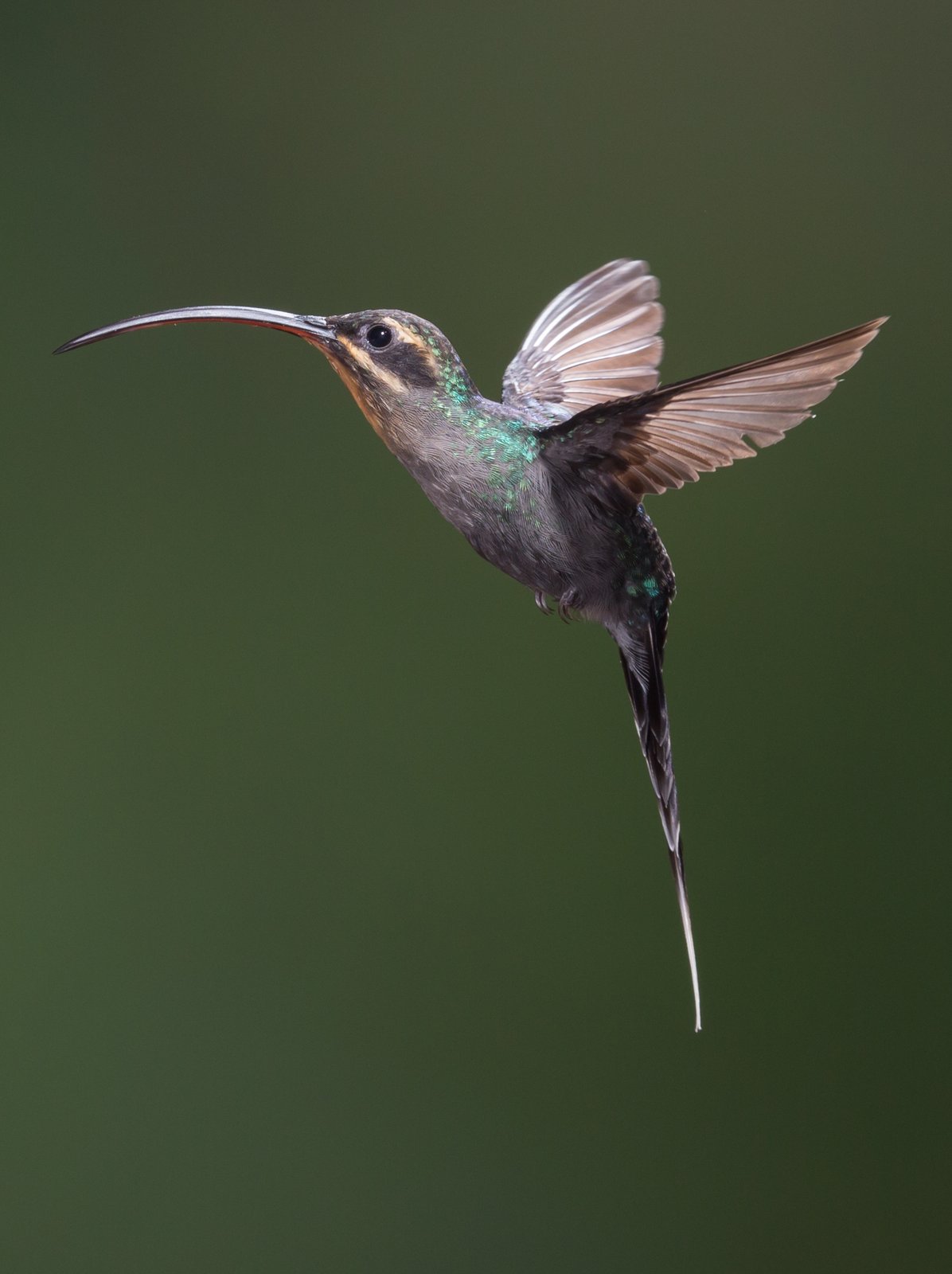Groene heremietkolibrie (Phaethornis guy)