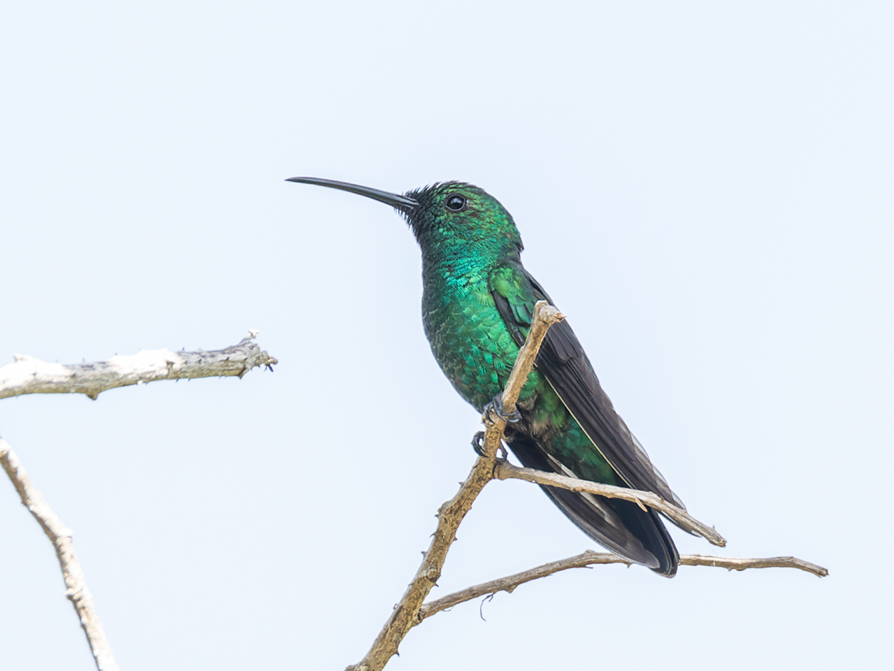 Groene mango (Anthracothorax viridis)