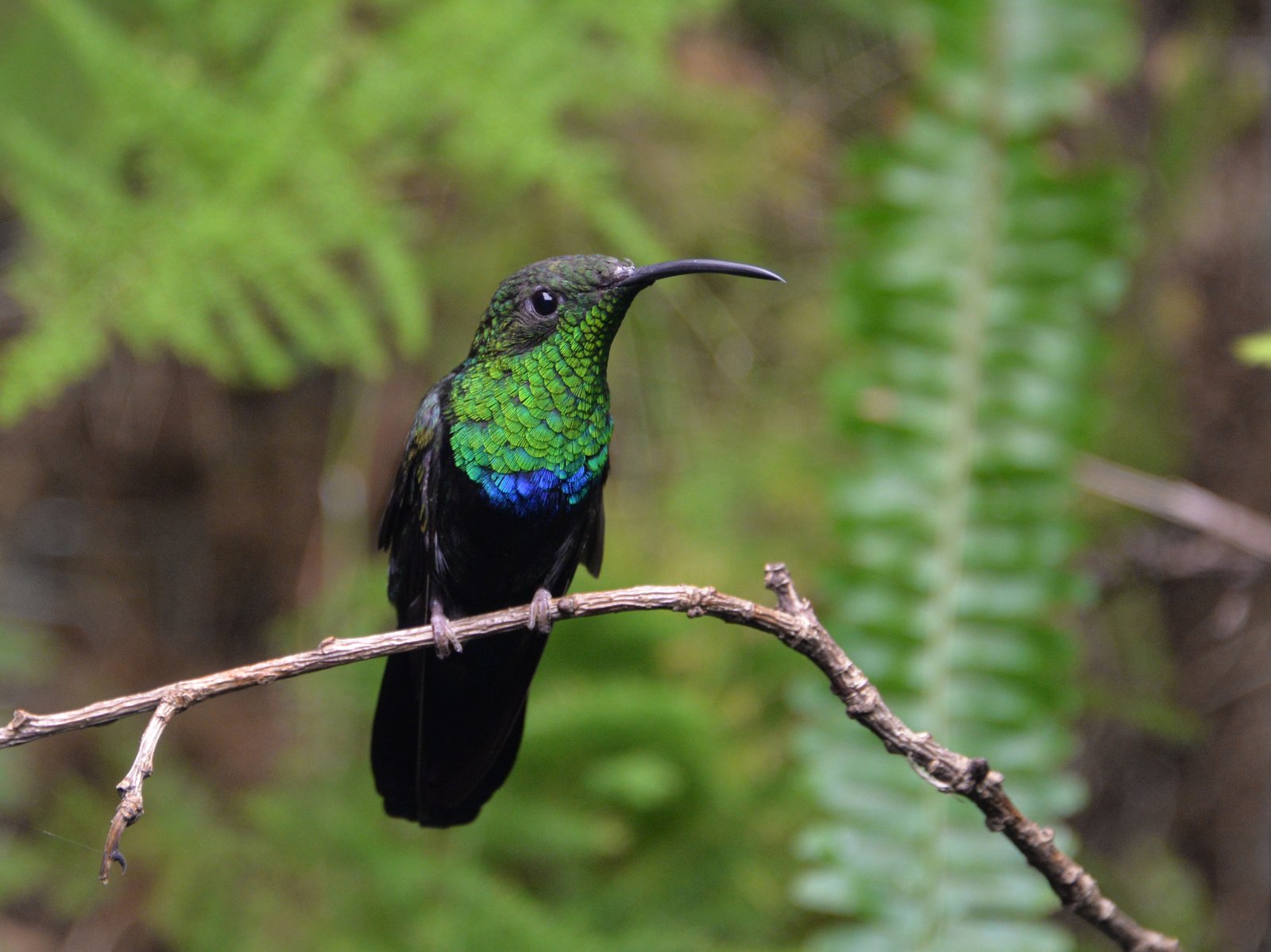 Groenkeelkolibrie (Eulampis holosericeus)
