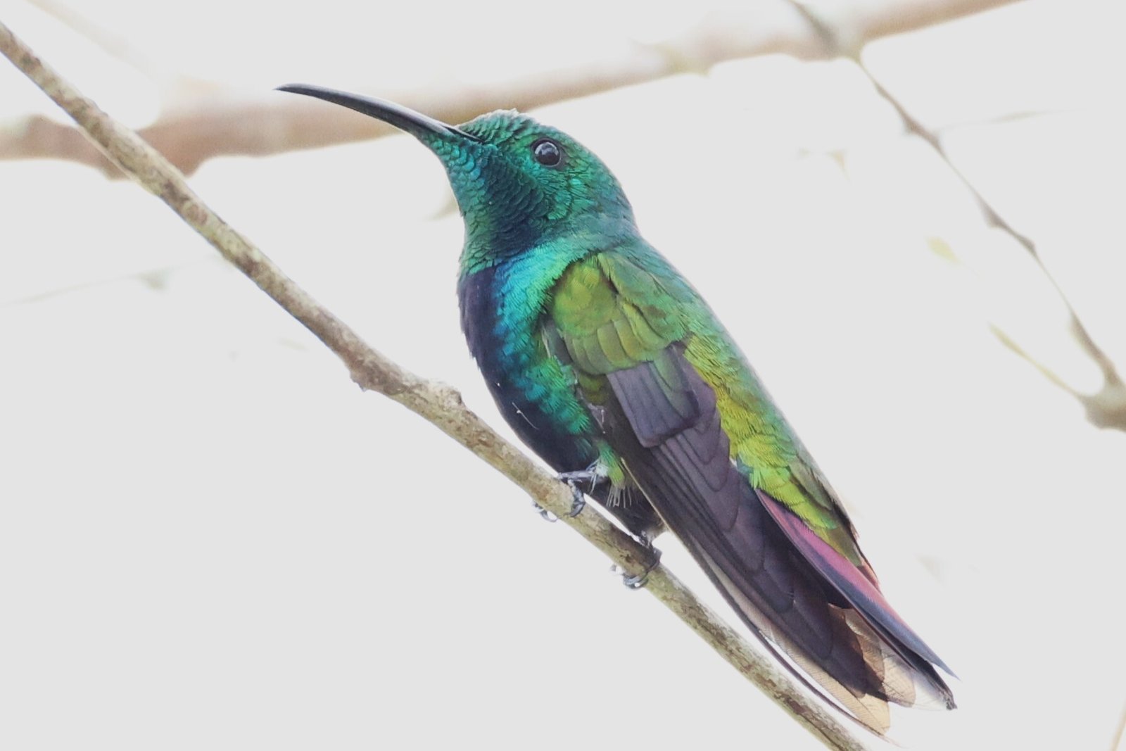 Groenkeelmango (Anthracothorax viridigula)
