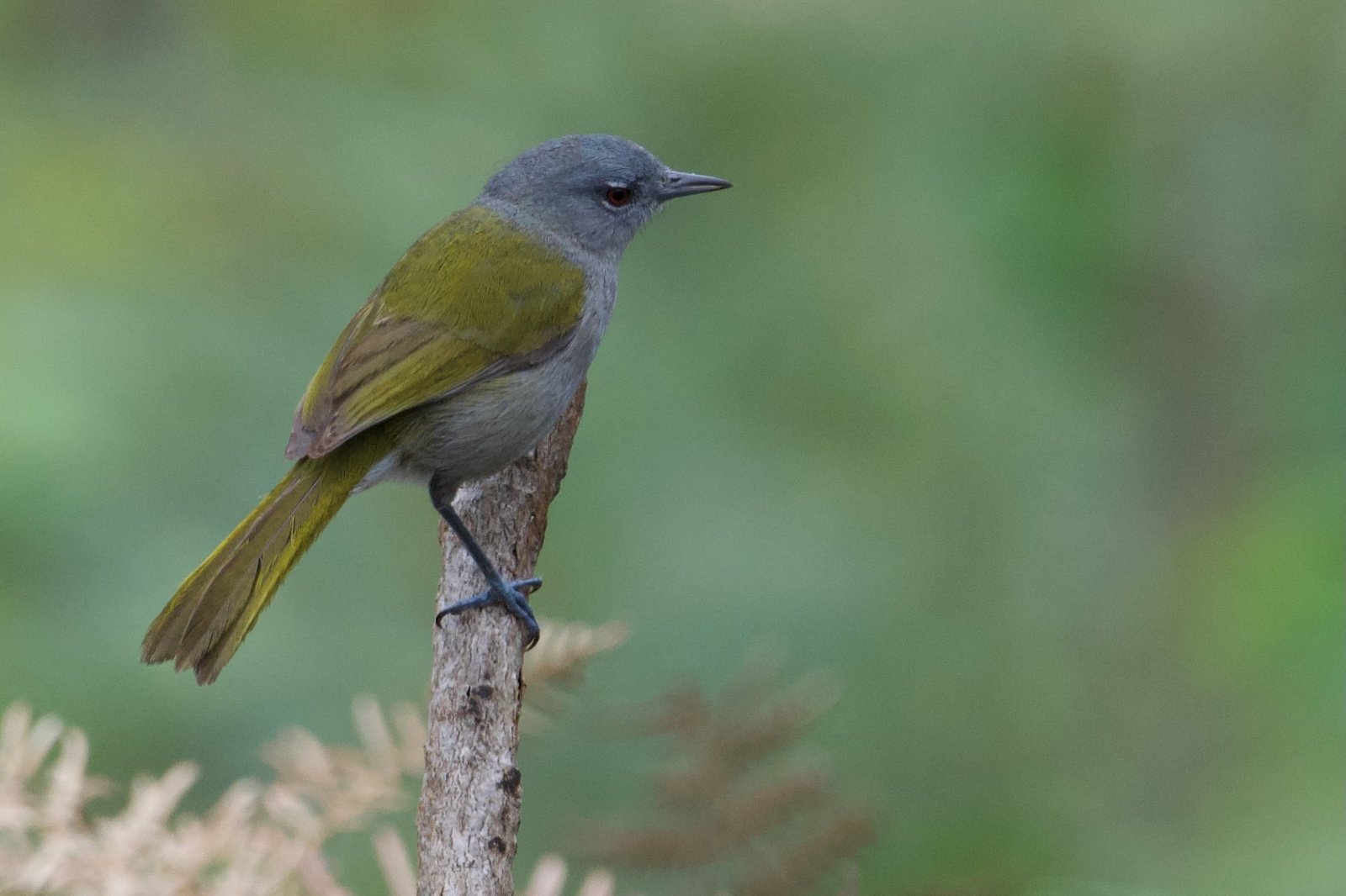 Groenstaartzanger (Microligea palustris)