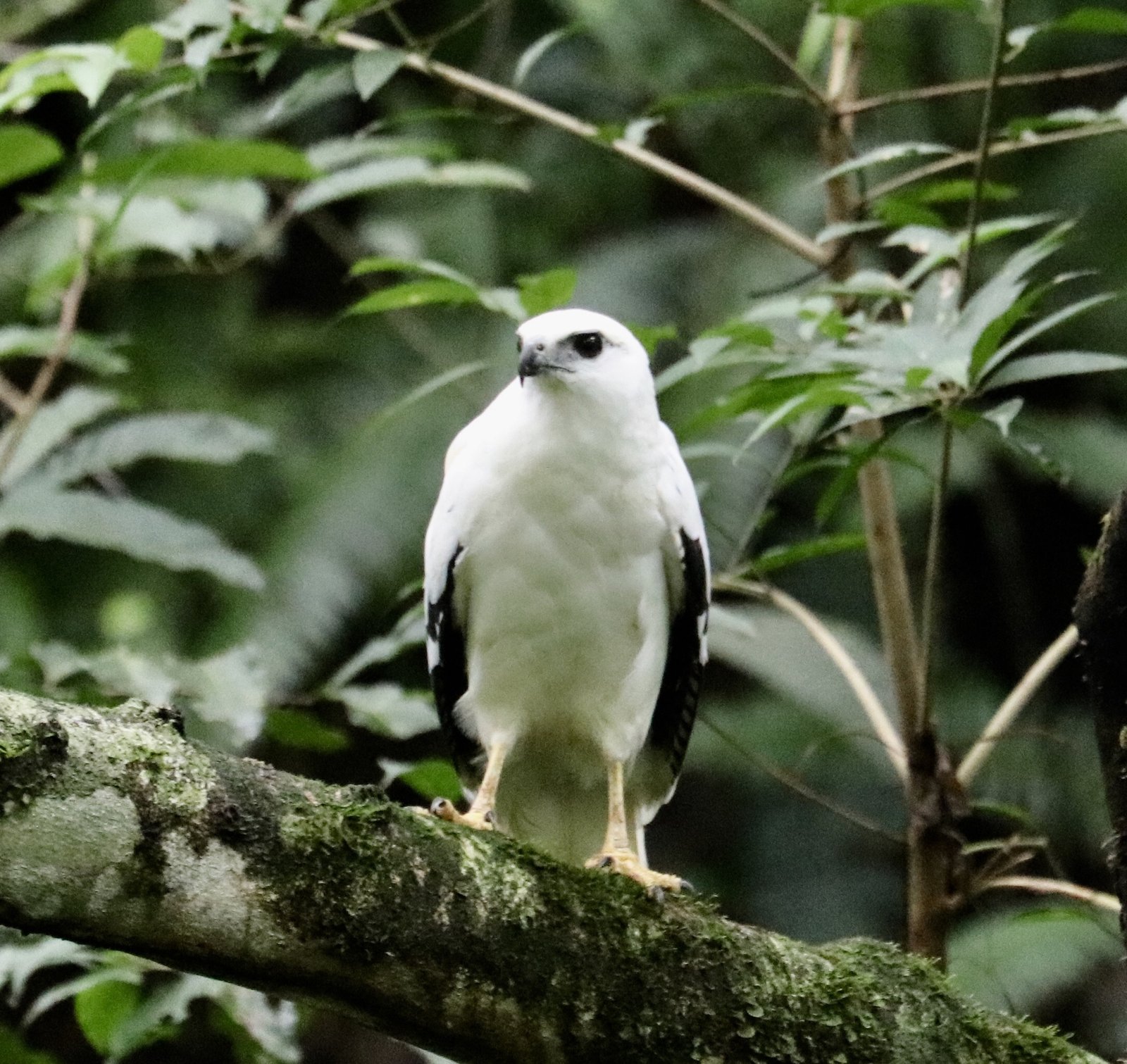 Grote bonte buizerd (Pseudastur albicollis)