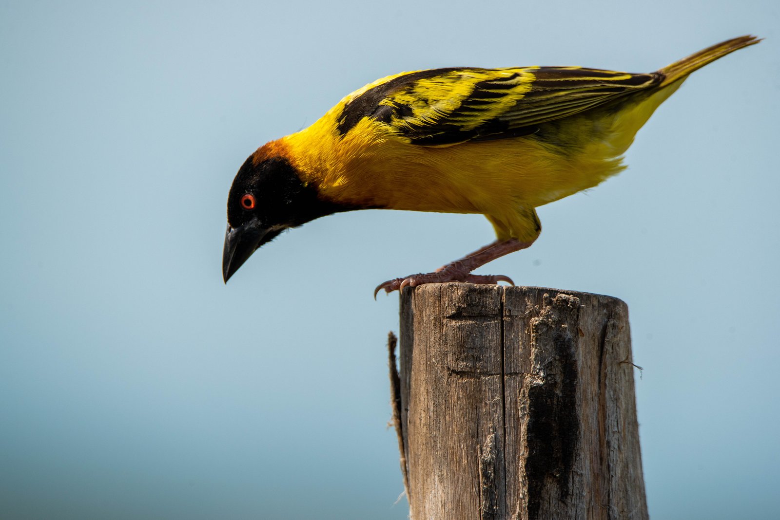Grote textorwever (Ploceus cucullatus)