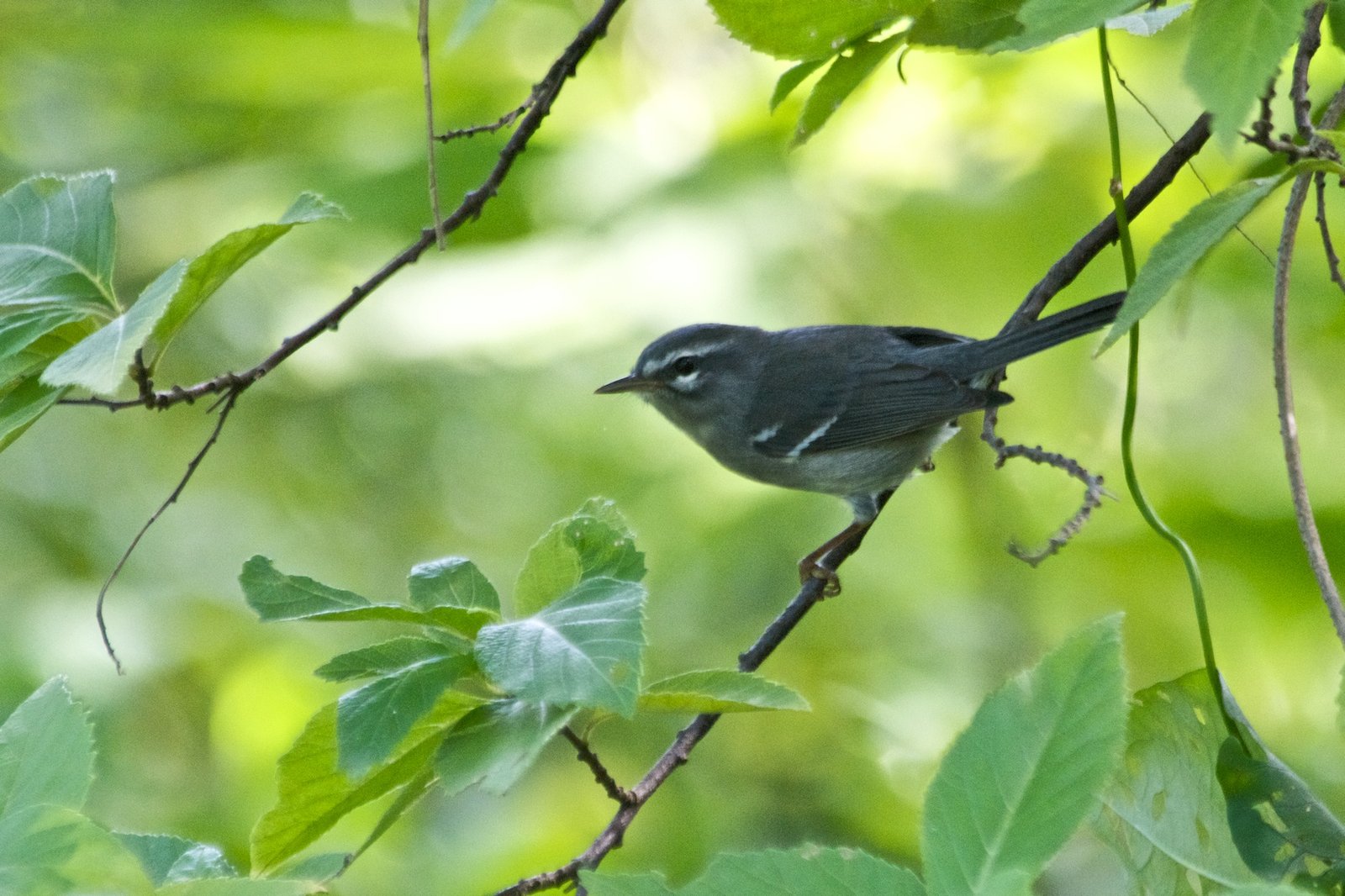 Guadeloupezanger (Setophaga plumbea)
