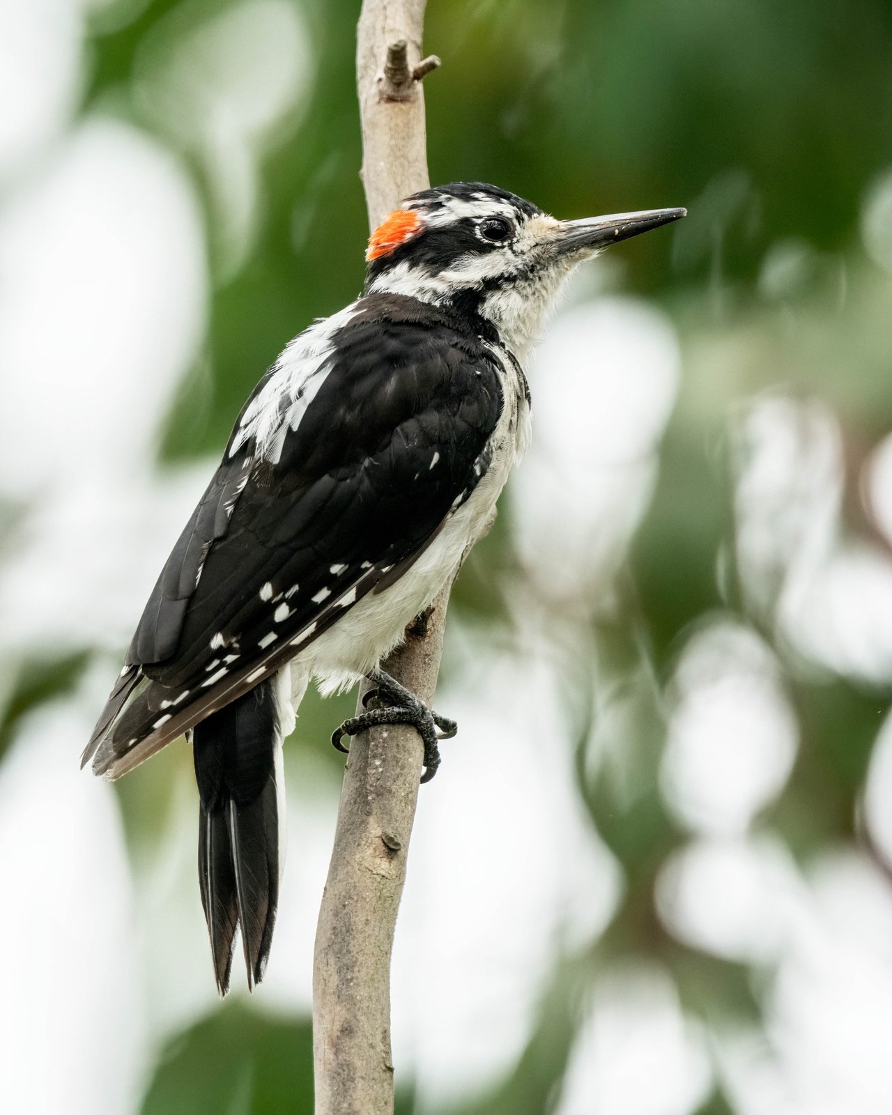 Haarspecht (Leuconotopicus villosus)