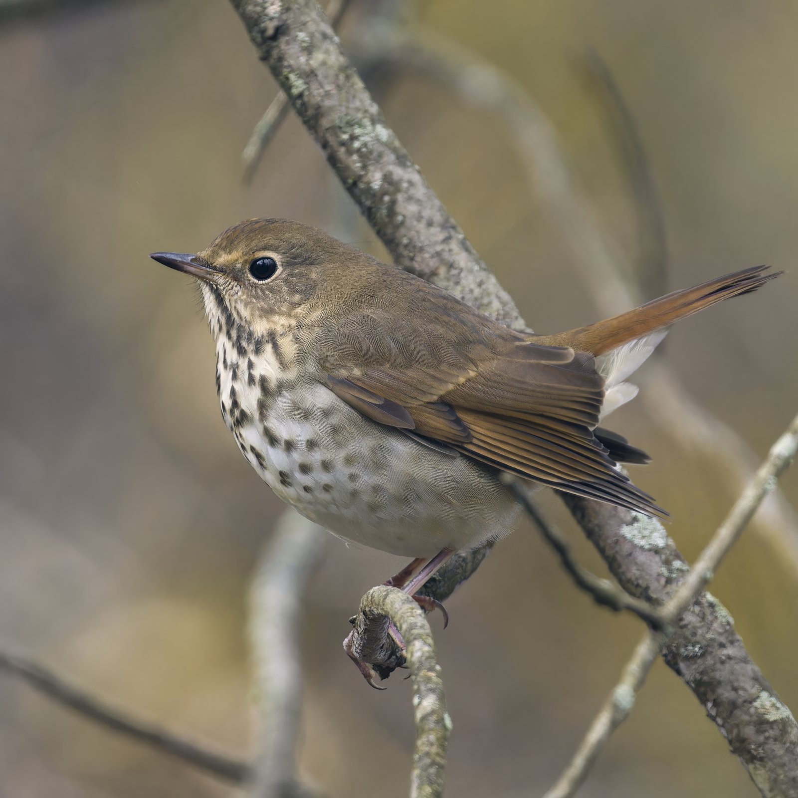 Heremietlijster (Catharus guttatus)
