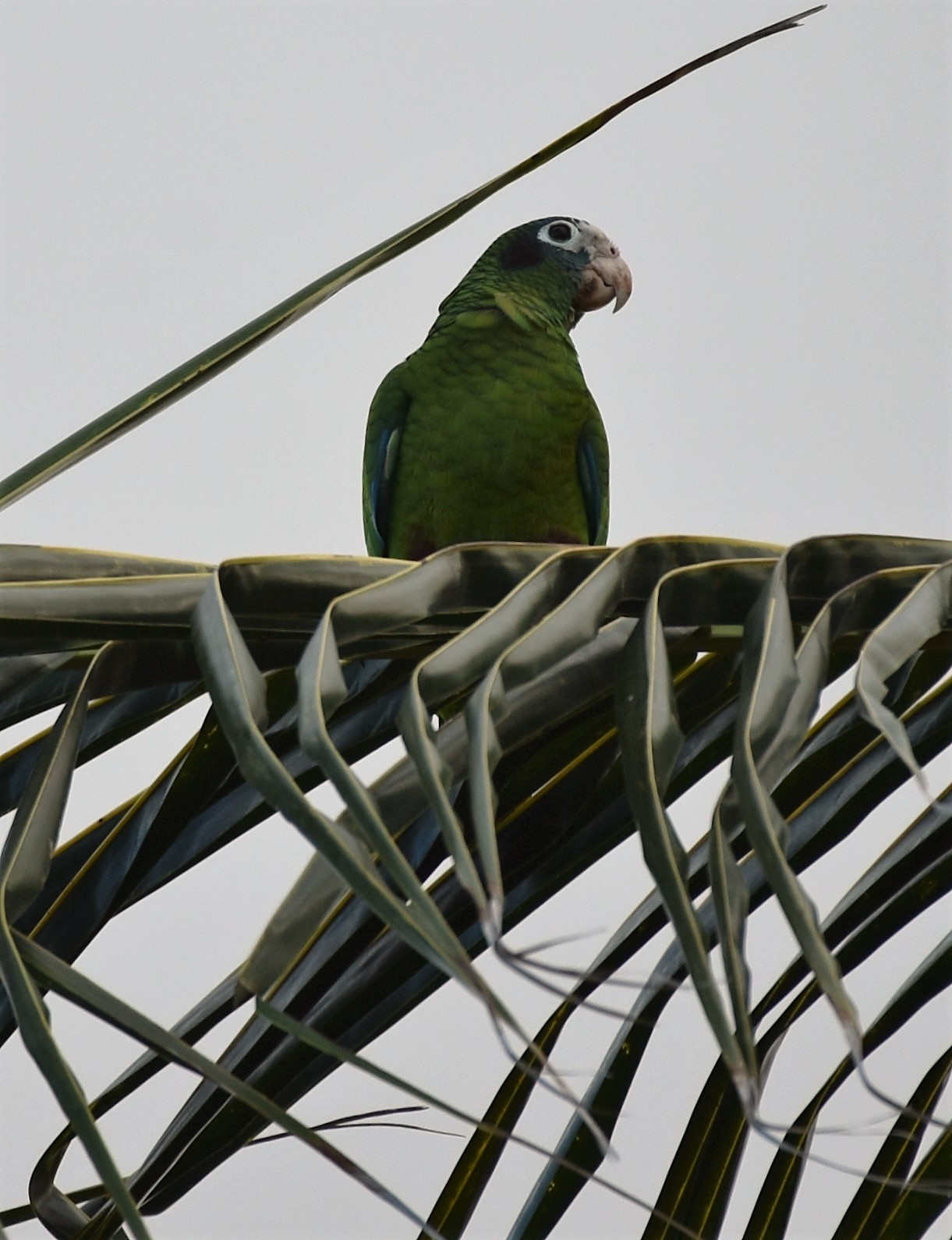 Hispaniola-amazone (Amazona ventralis)