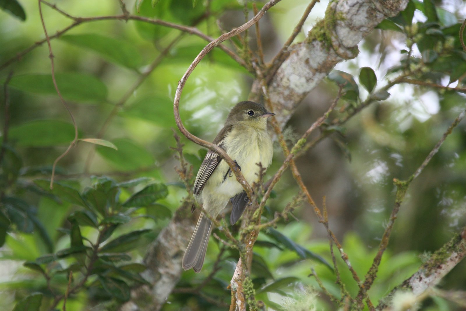 Hispaniola-elenia (Elaenia cherriei)