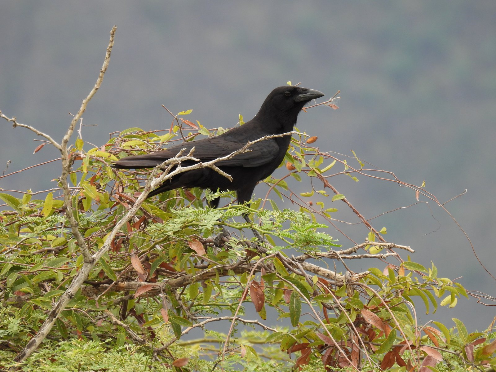 Hispaniolapalmkraai (Corvus palmarum)