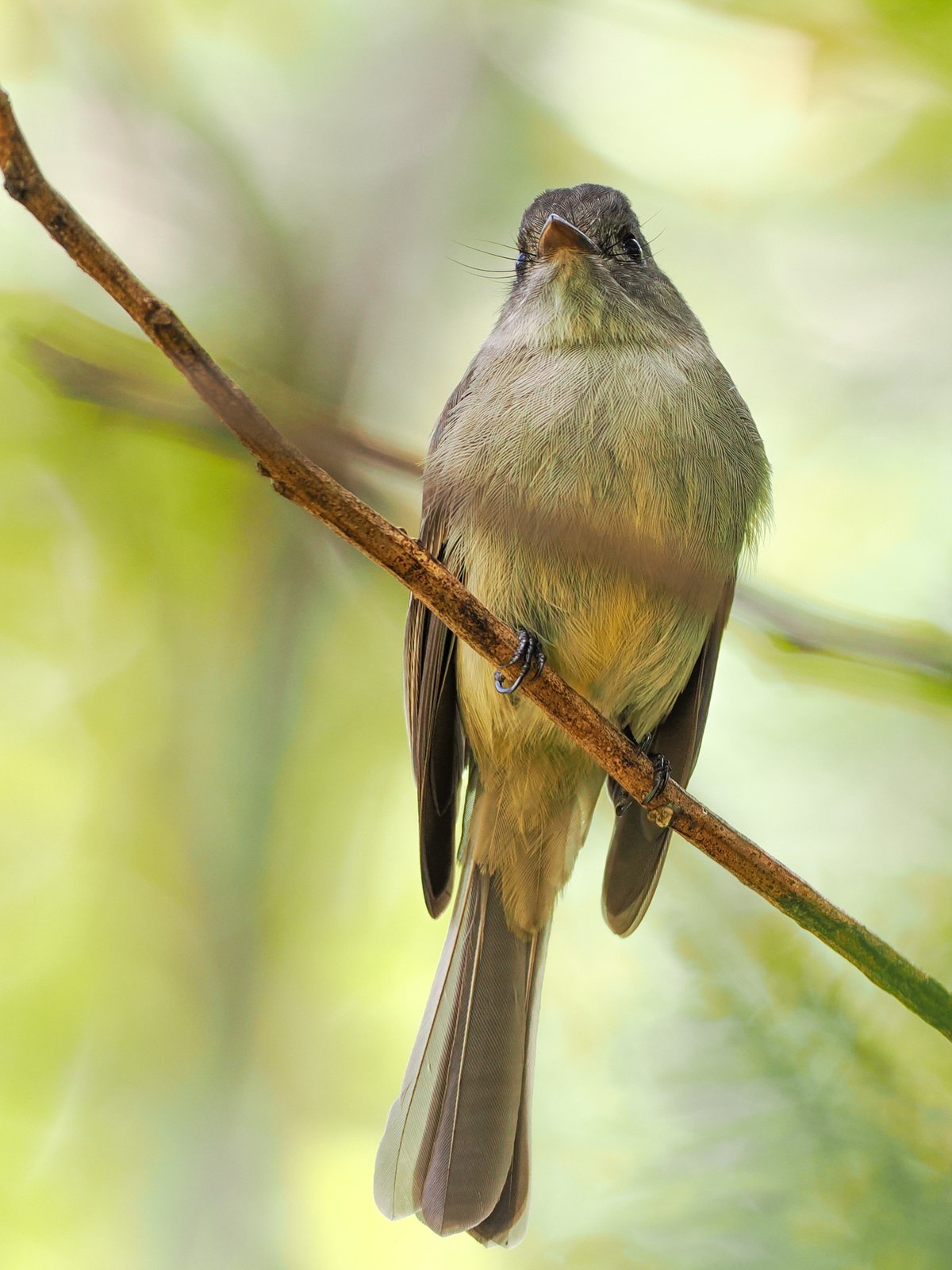 Hispaniolapiewie (Contopus hispaniolensis)