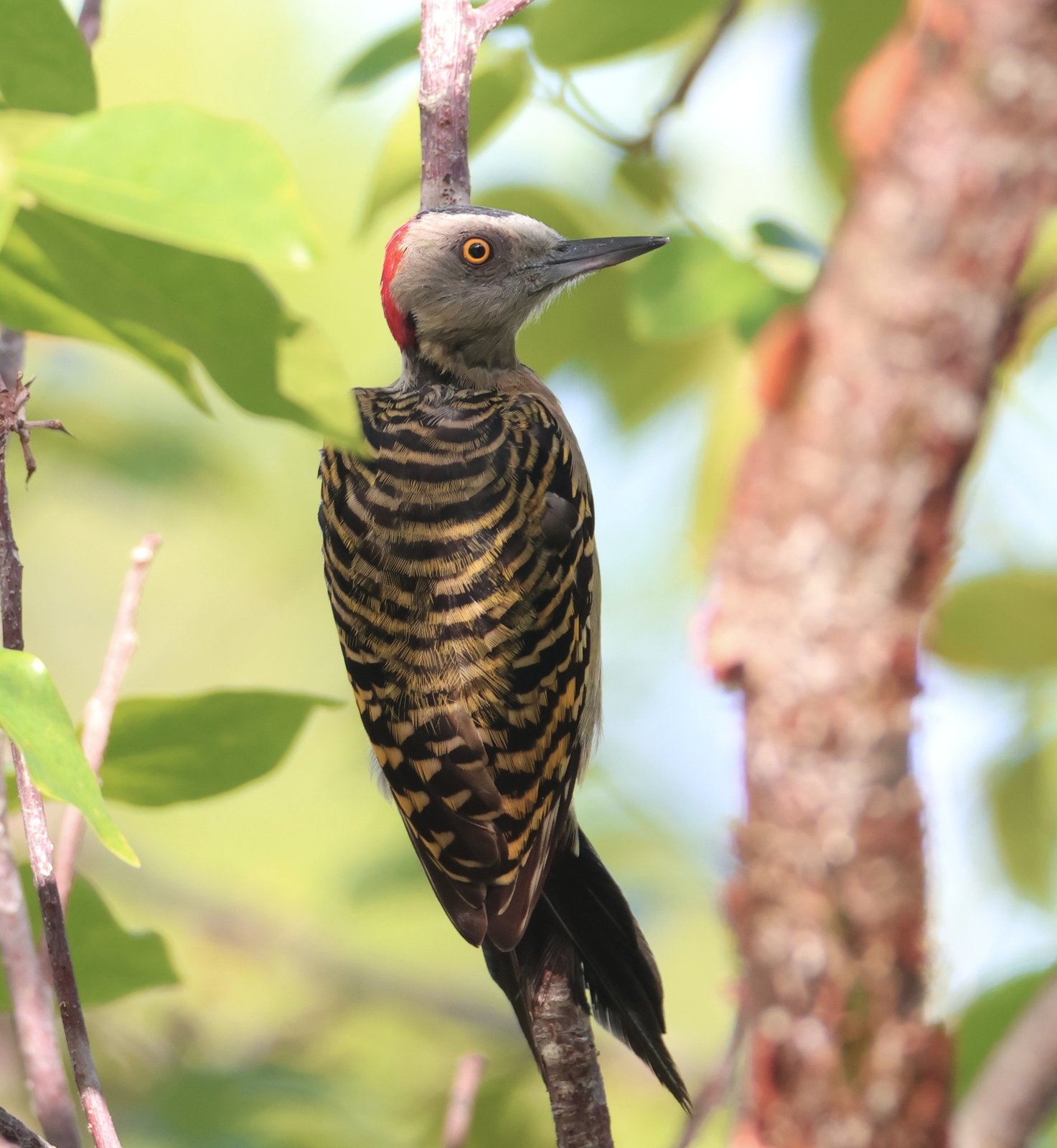 Hispaniolaspecht (Melanerpes striatus)
