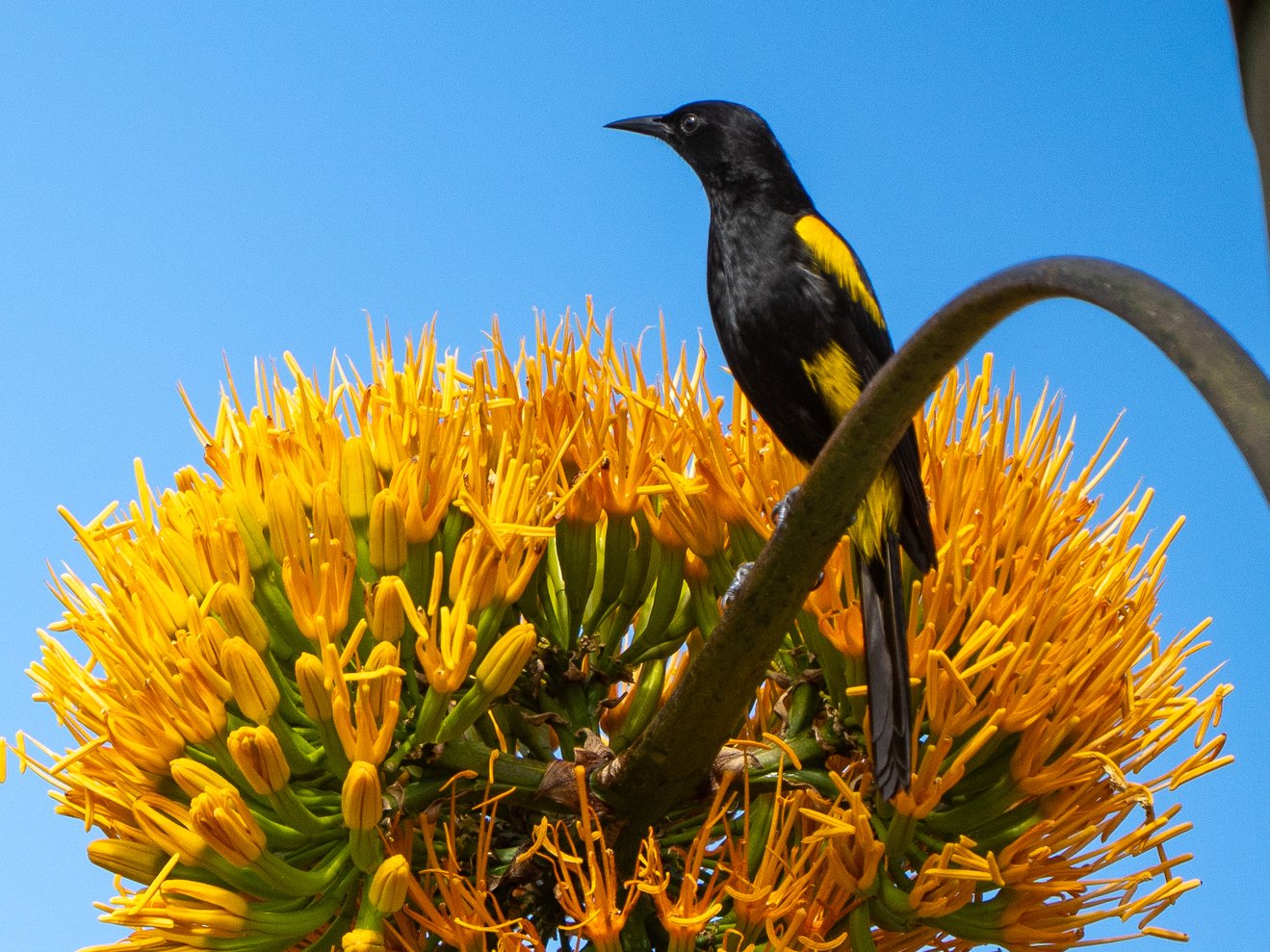 Hispaniolatroepiaal (Icterus dominicensis)
