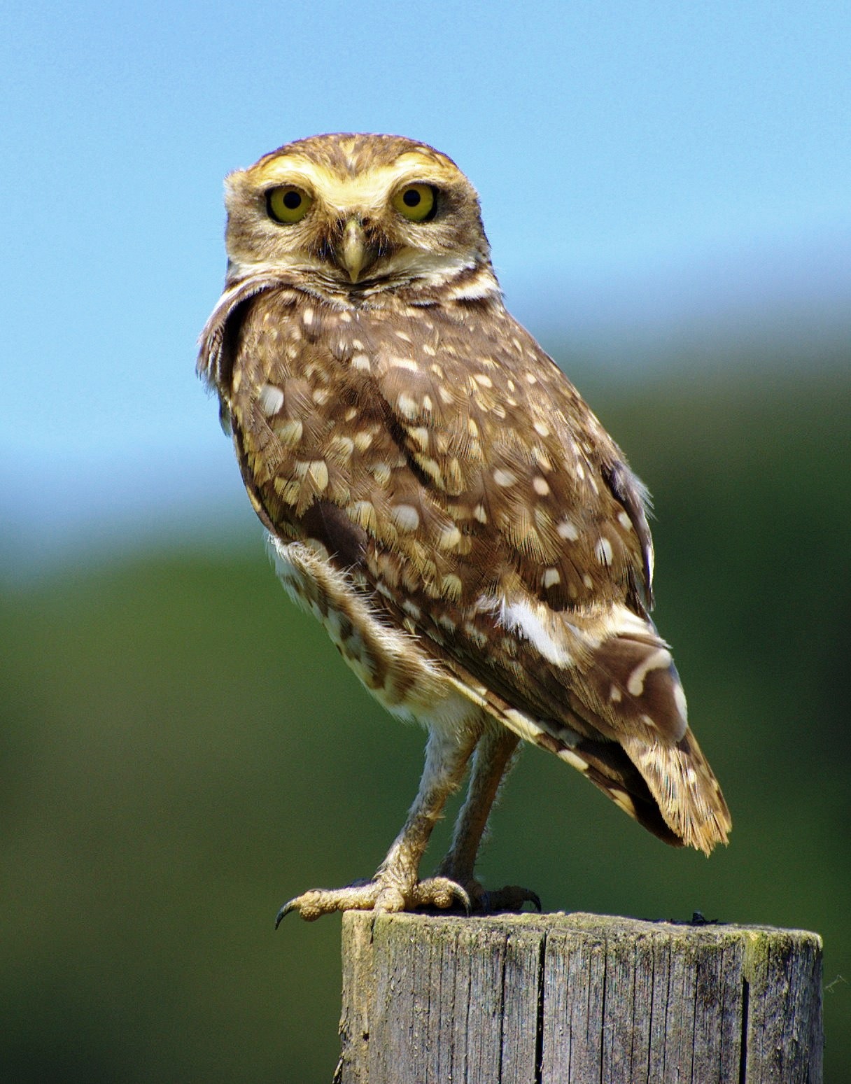 Holenuil (Athene cunicularia)