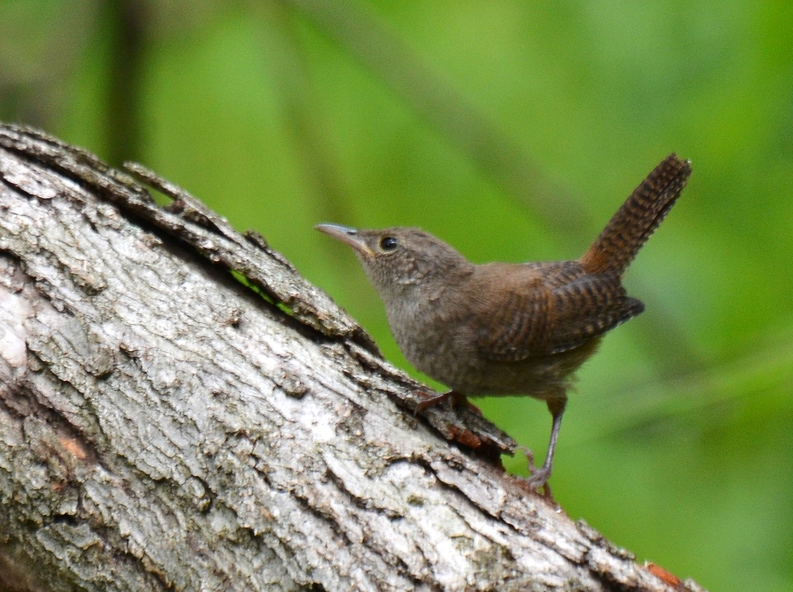 Huiswinterkoning (Troglodytes aedon)