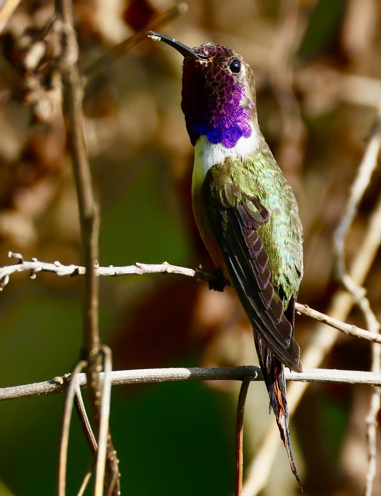 Inaguaboself (Nesophlox lyrura)