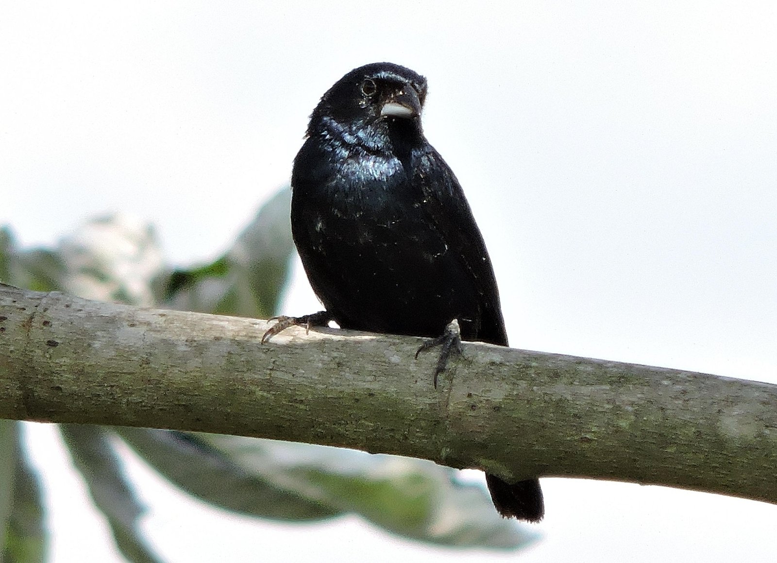 Jacarinagors (Volatinia jacarina)