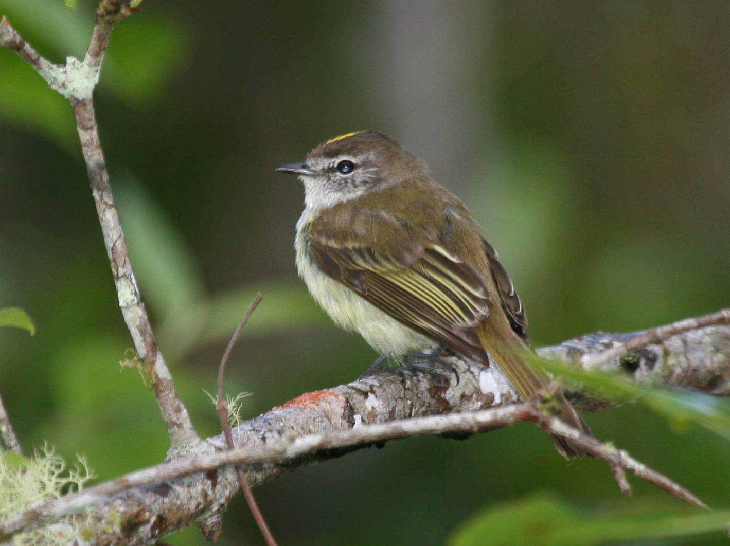 Jamaicaanse elenia (Myiopagis cotta)