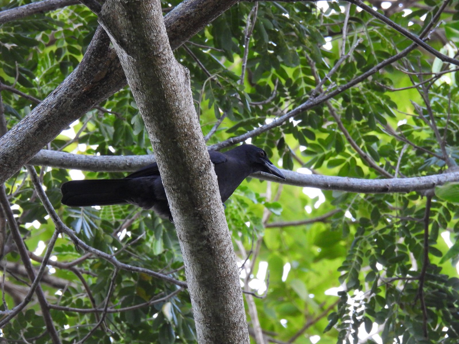 Jamaicaanse kraai (Corvus jamaicensis)