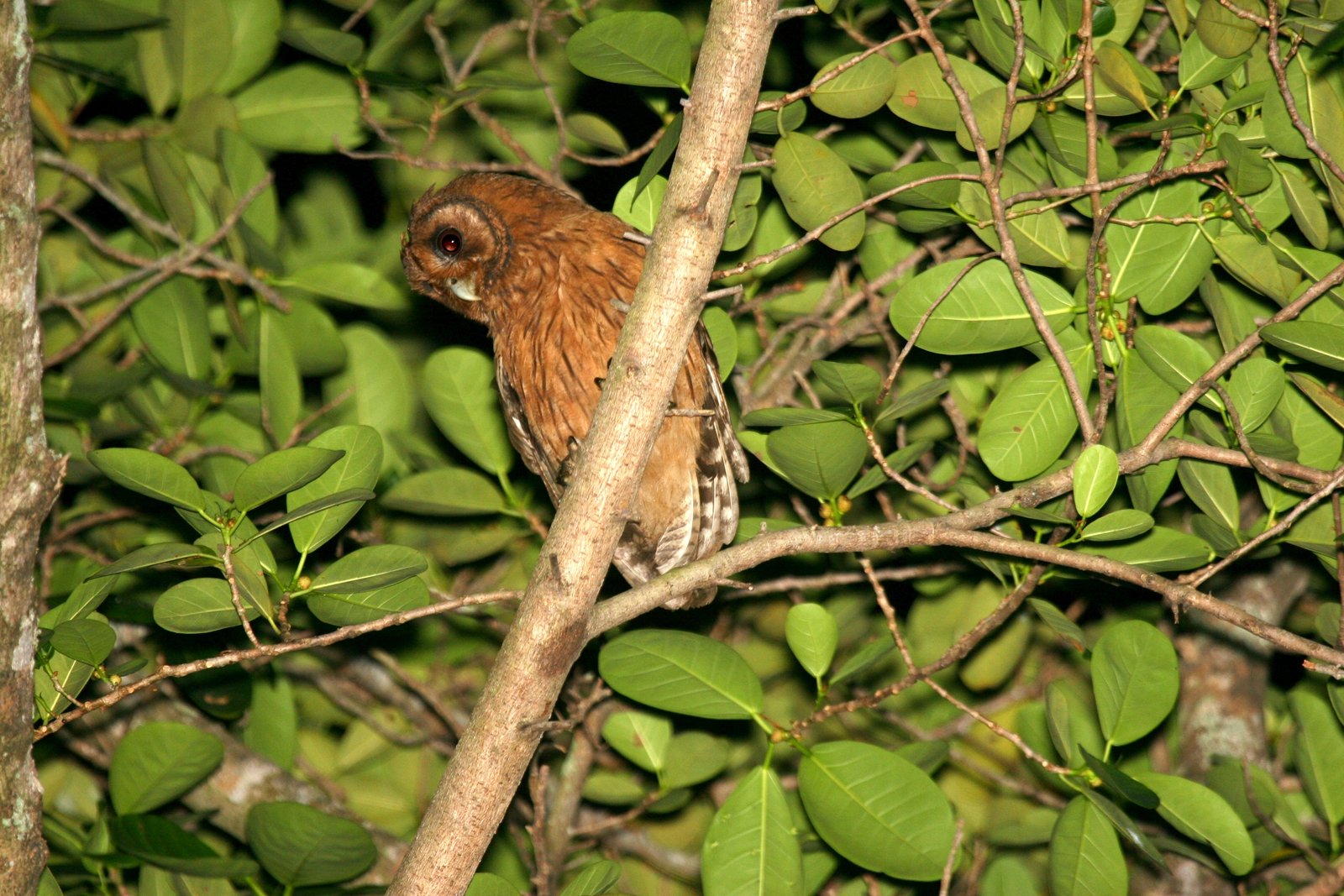 Jamaicaanse ransuil (Asio grammicus)