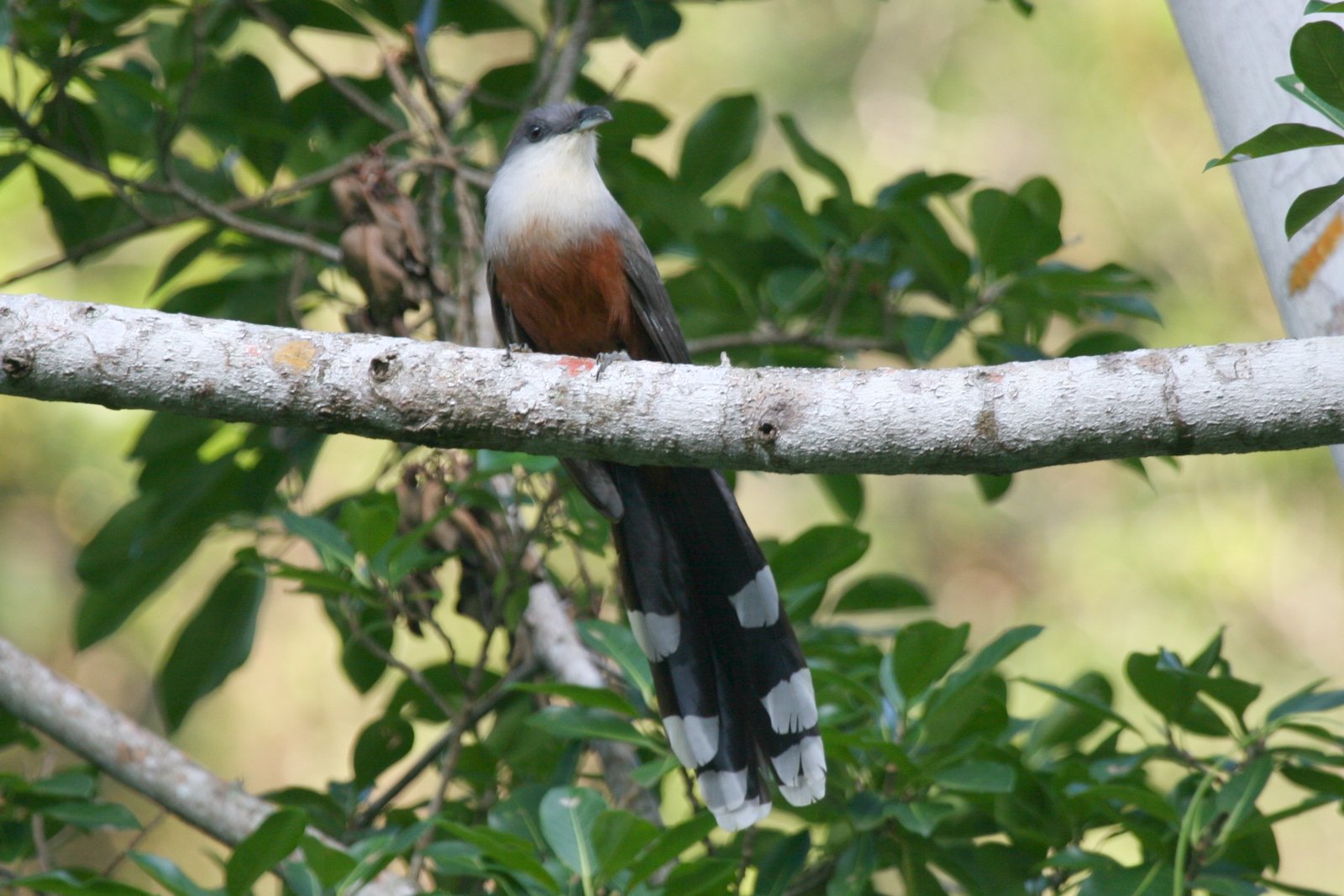 Jamaicaanse regenkoekoek (Coccyzus pluvialis)