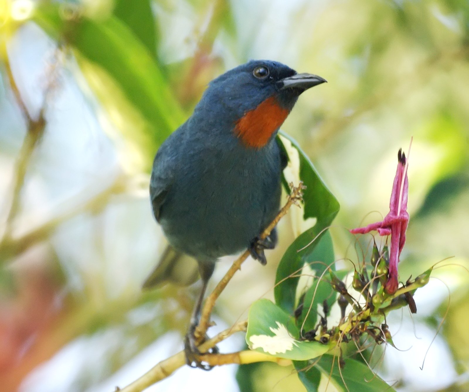 Jamaicaanse suikervogel (Euneornis campestris)