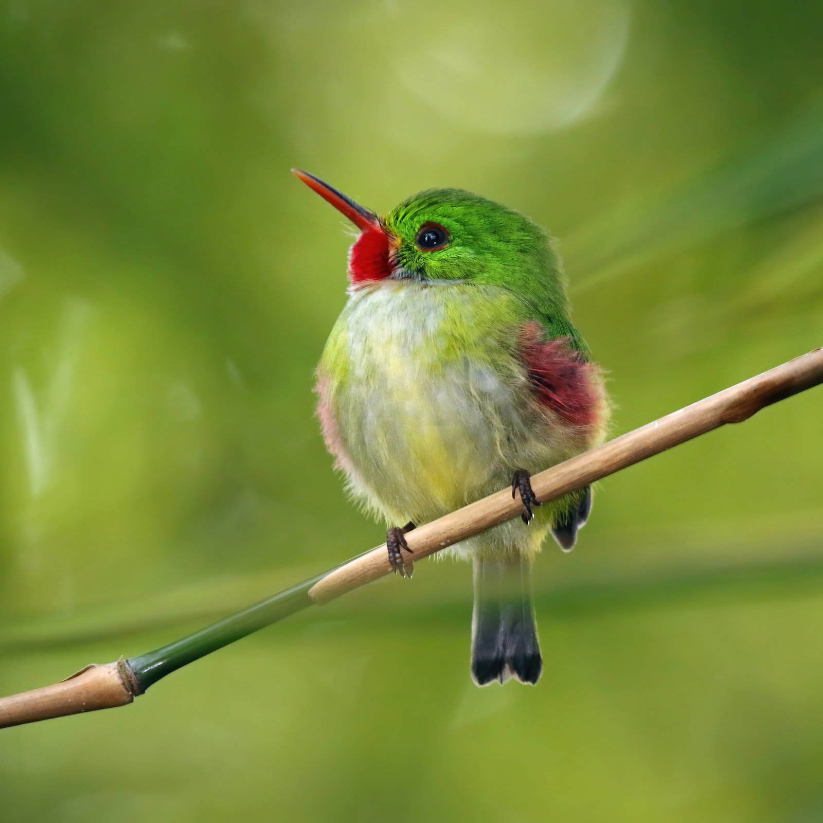 Jamaicaanse todie (Todus todus)
