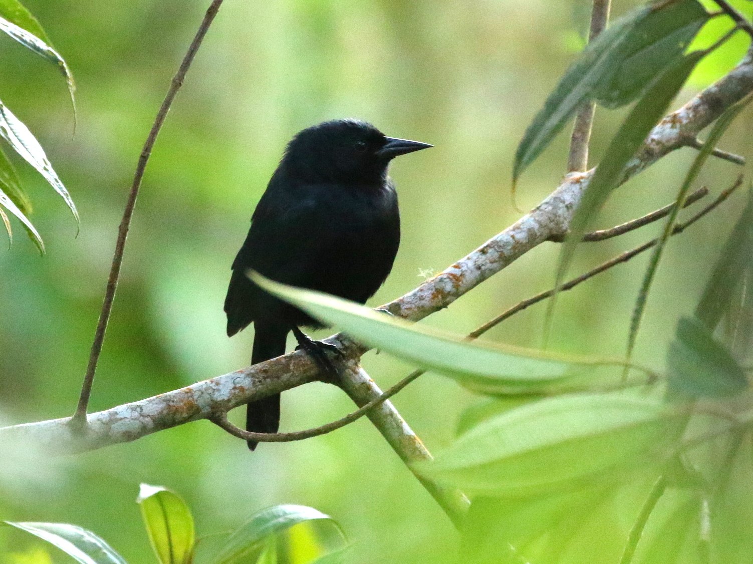 Jamaicaanse troepiaal (Nesopsar nigerrimus)