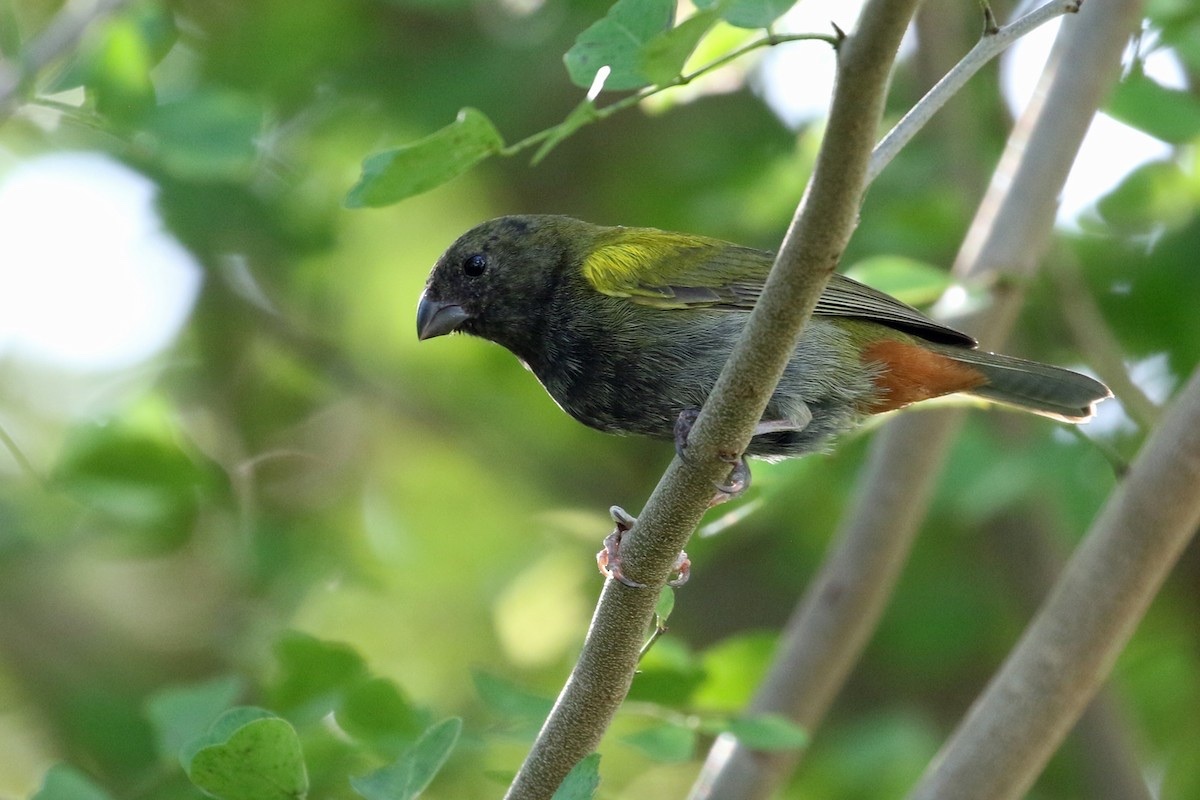 Jamaicagrondvink (Loxipasser anoxanthus)