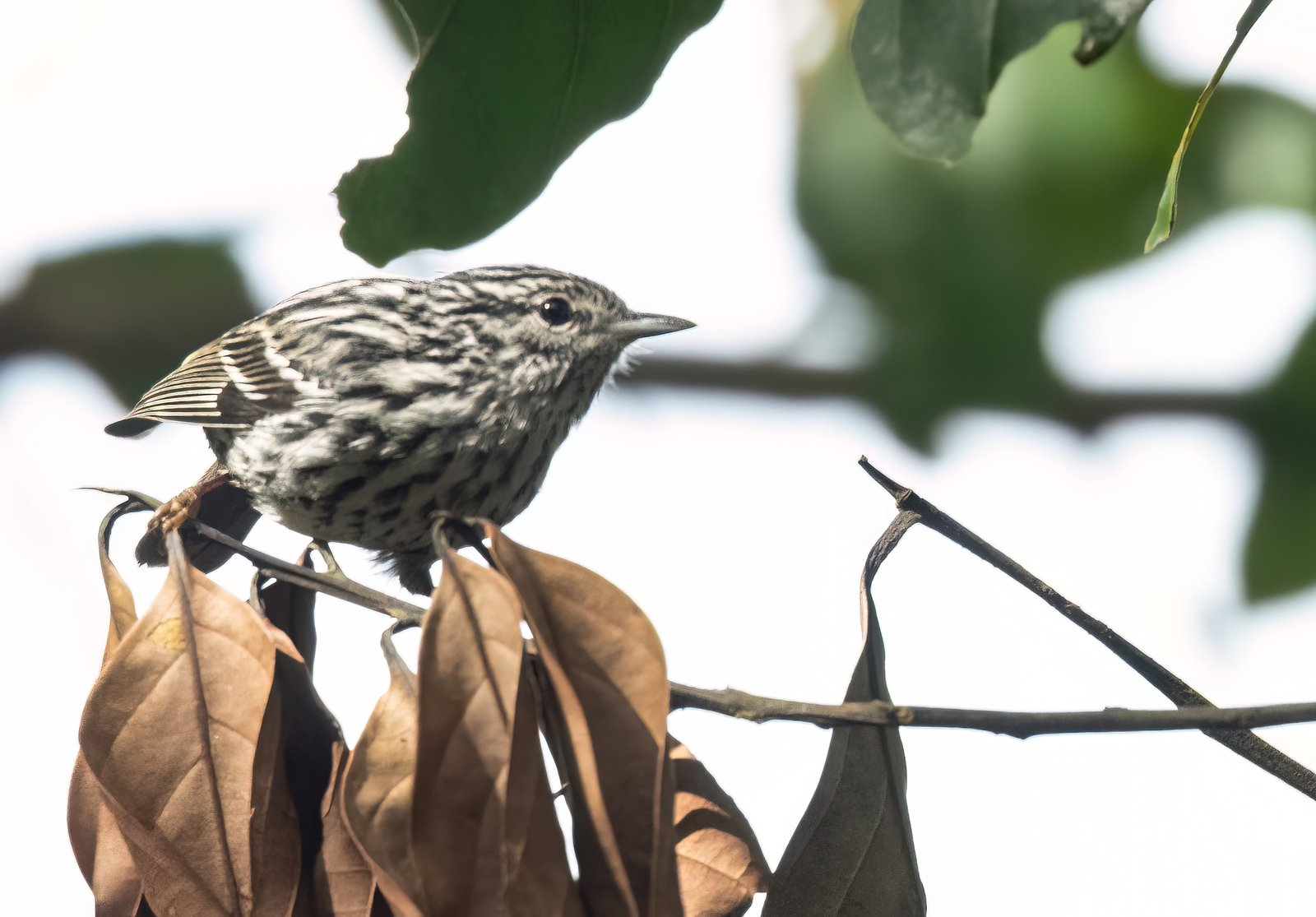 Jamaicazanger (Setophaga pharetra)