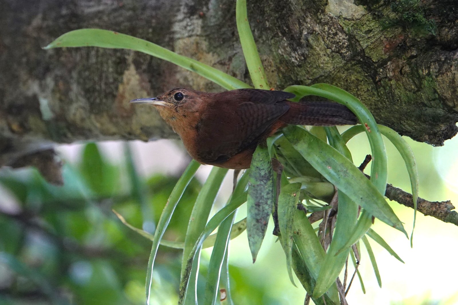 Kalinagowinterkoning (Troglodytes martinicensis)