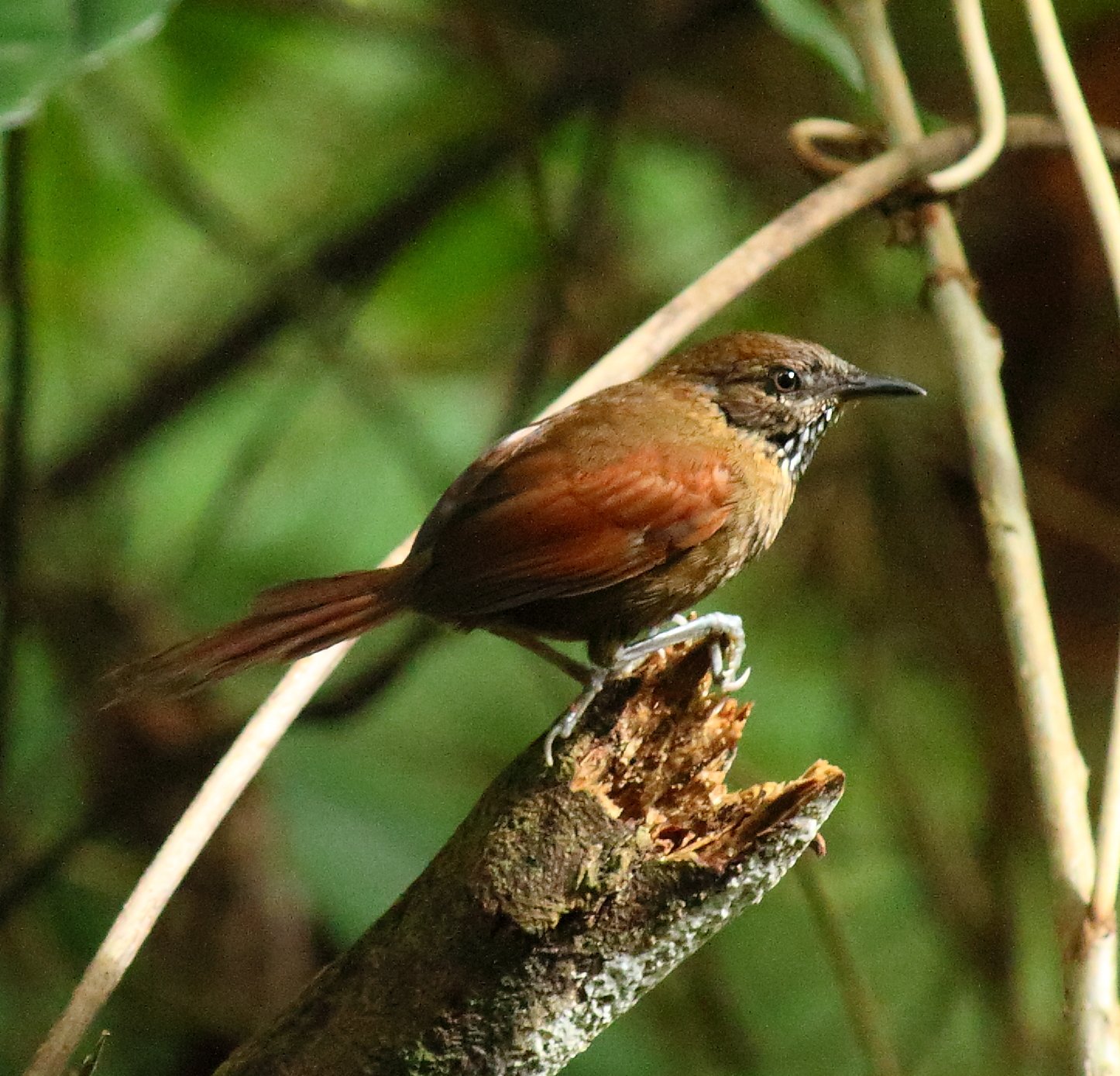 Kaneelstekelstaart (Synallaxis cinnamomea)