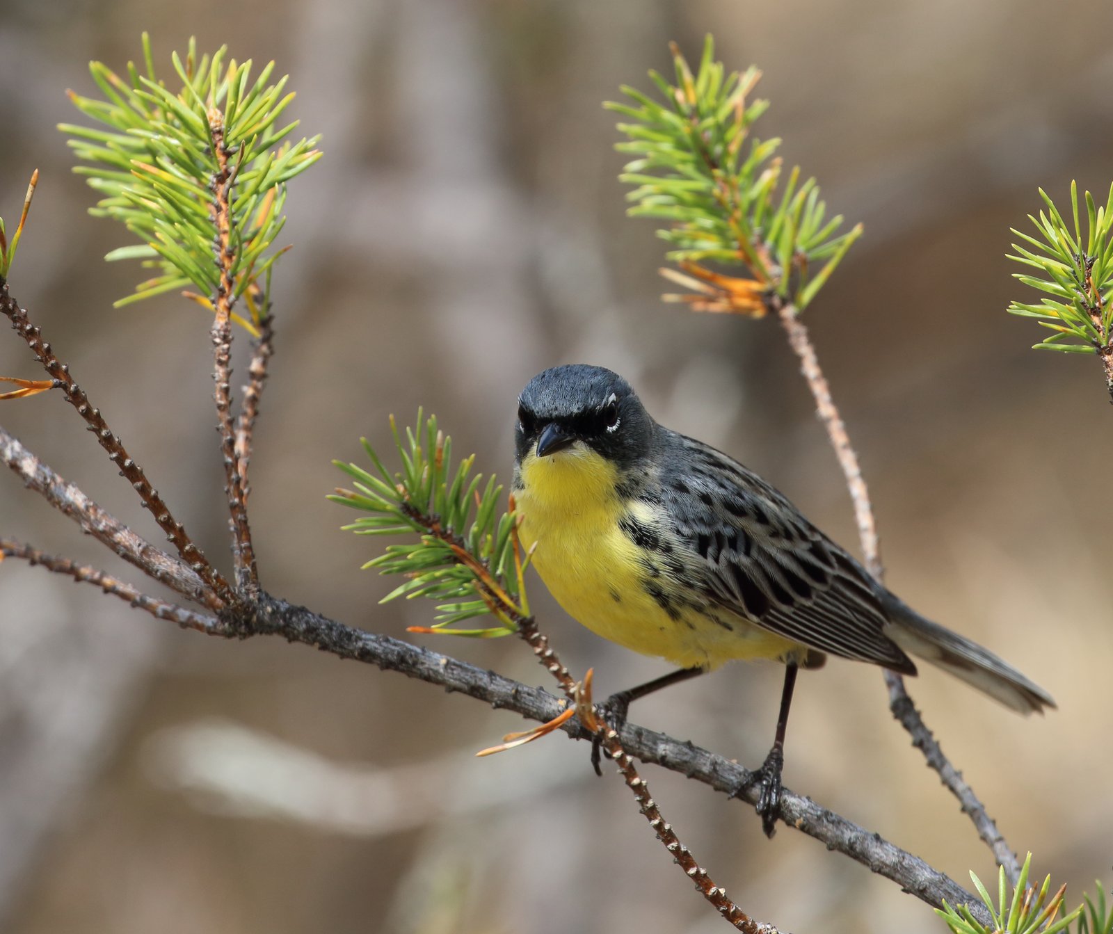 Kirtlands zanger (Setophaga kirtlandii)