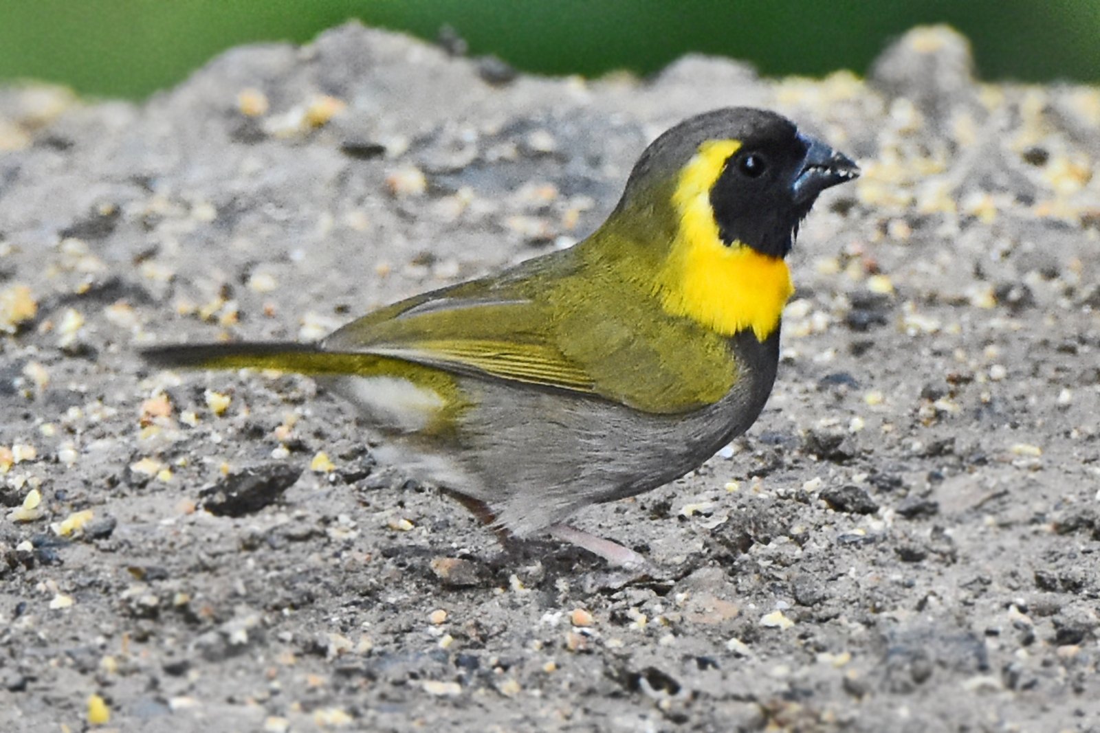 Kleine Cubavink (Phonipara canora)