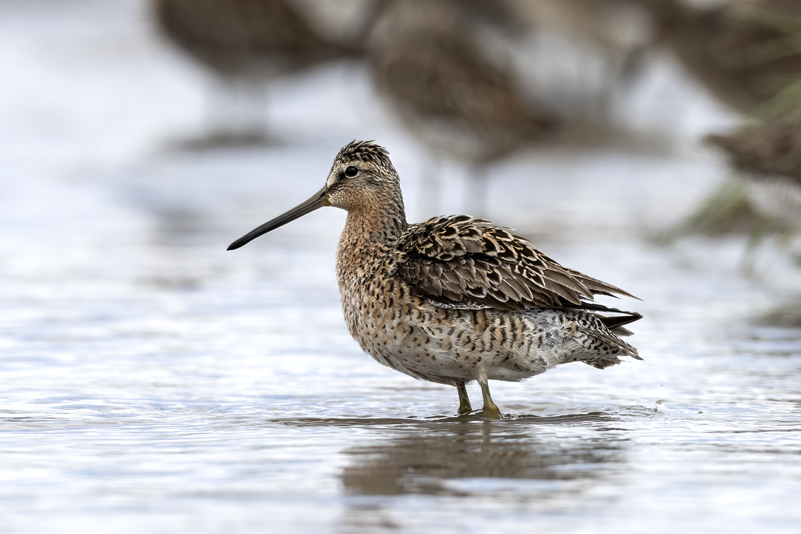 Kleine grijze snip (Limnodromus griseus)