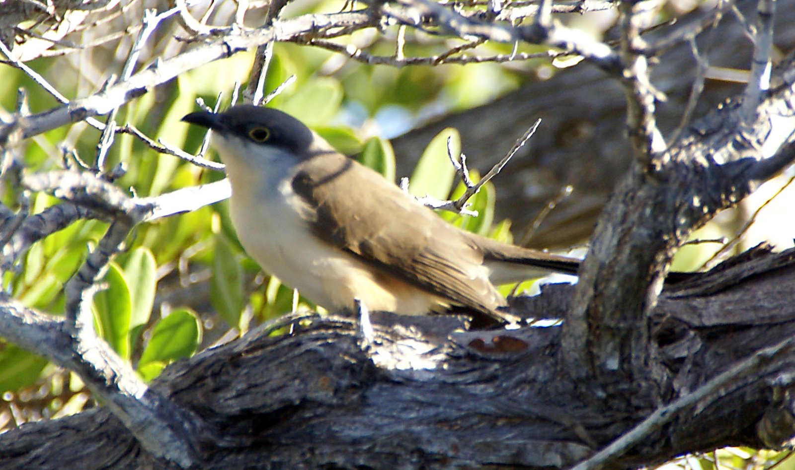 Kleine mangrovekoekoek (Coccyzus melacoryphus)
