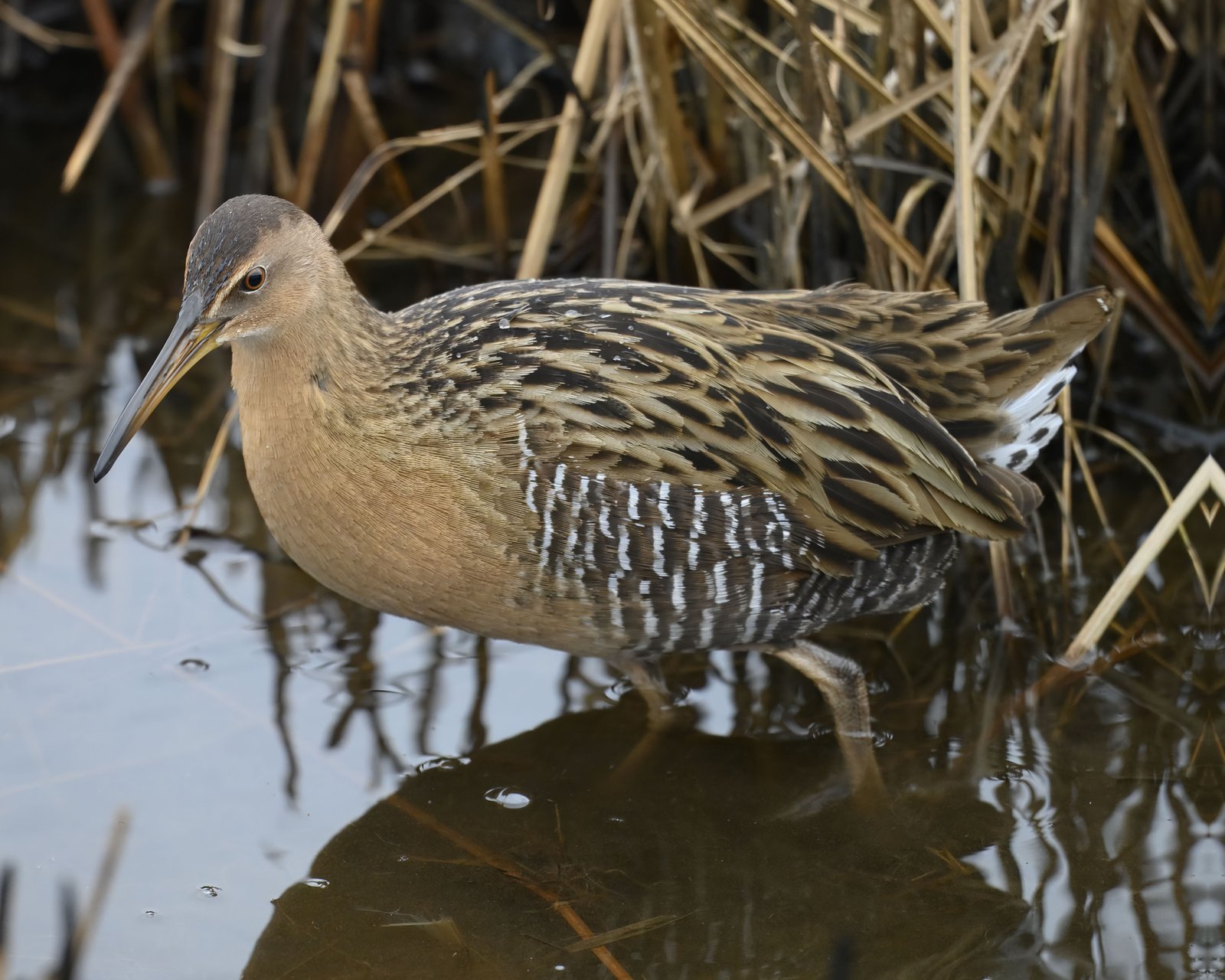 Koningsral (Rallus elegans)