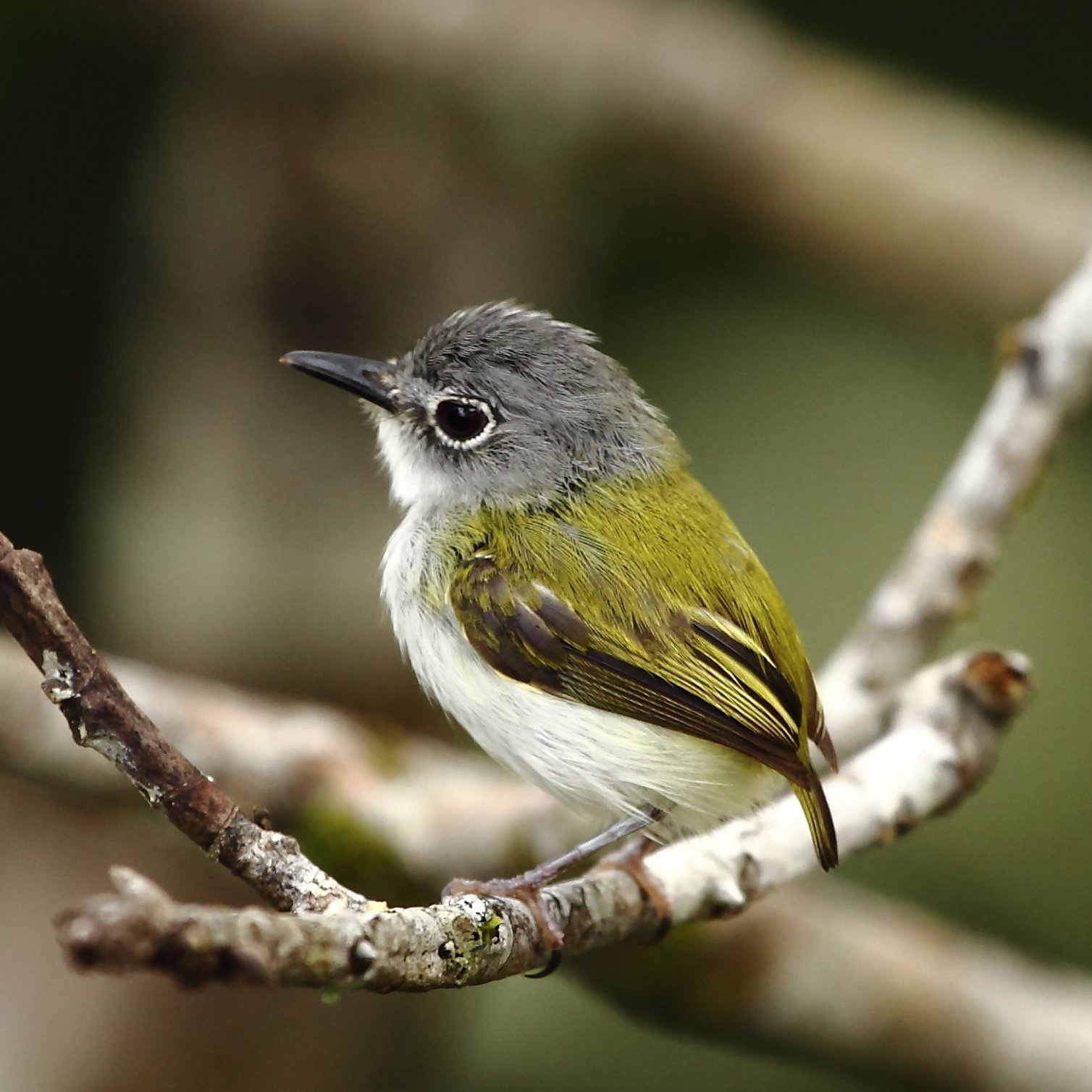 Kortstaartdwergtiran (Myiornis ecaudatus)