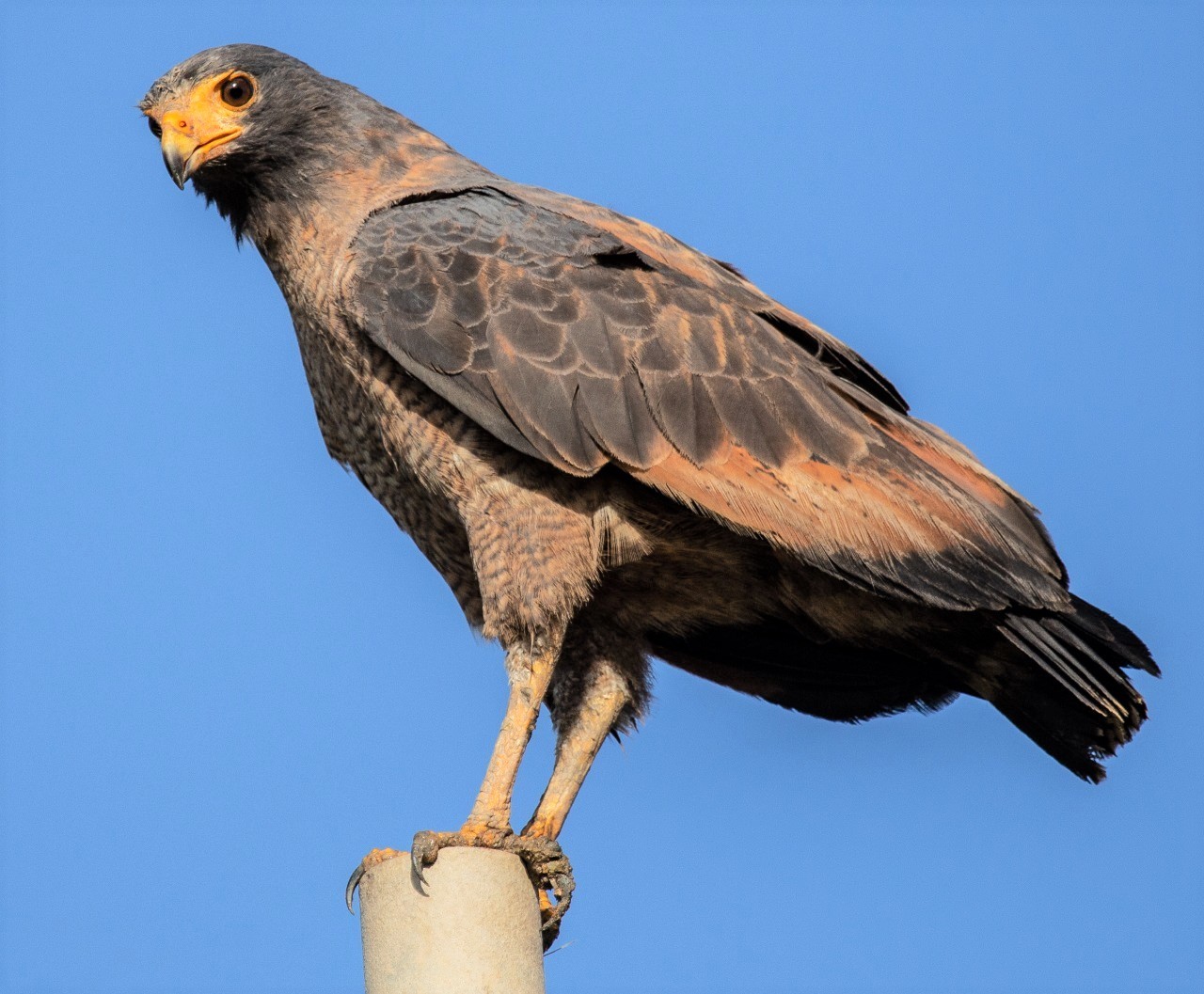 Krabbenbuizerd (Buteogallus aequinoctialis)