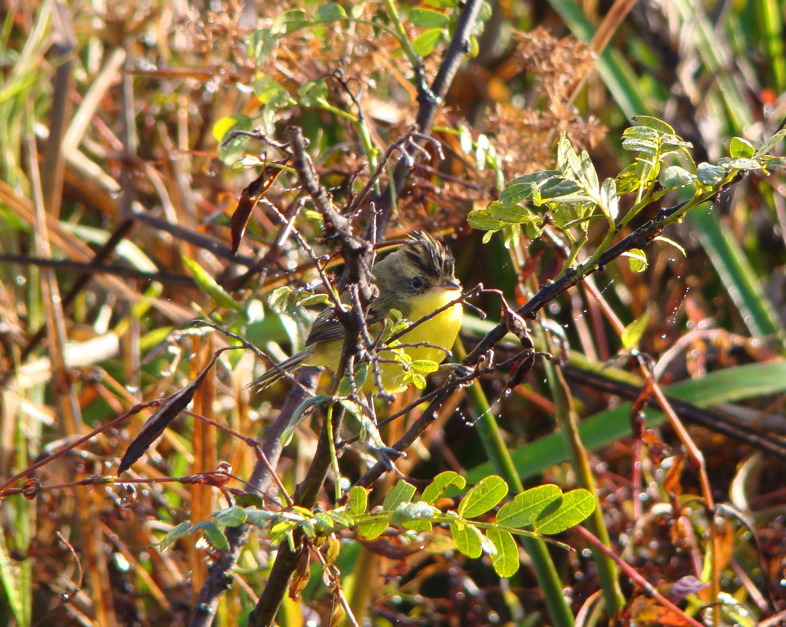Kuifdoradito (Pseudocolopteryx sclateri)