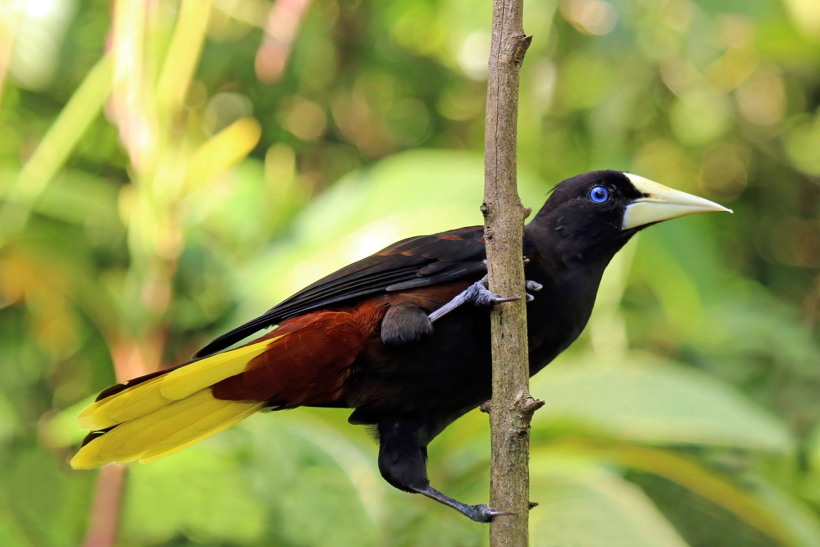 Kuiforopendola (Psarocolius decumanus)