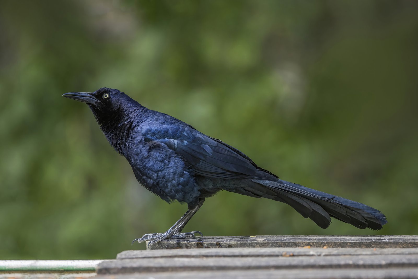 Langstaarttroepiaal (Quiscalus mexicanus)