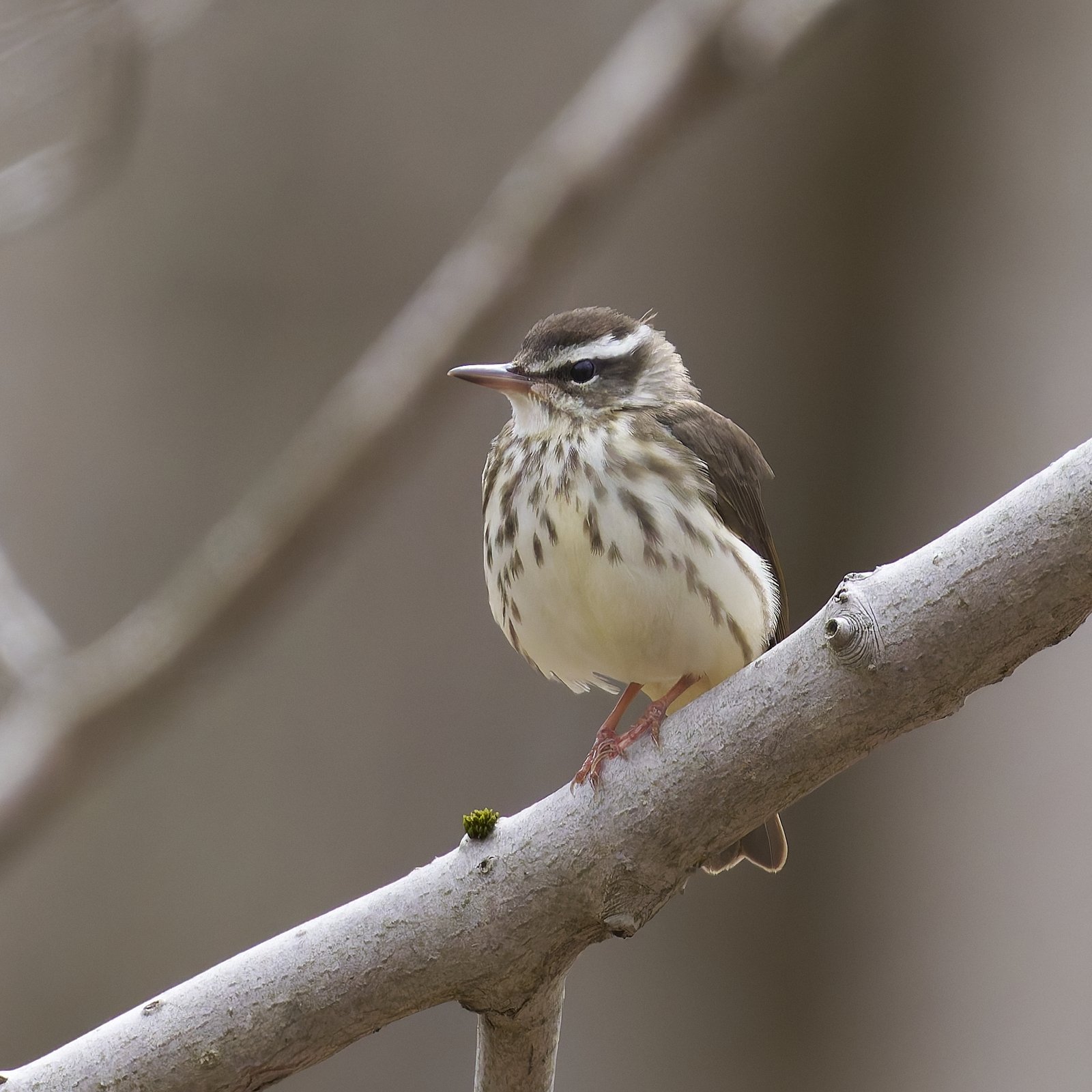 Louisianawaterlijster (Parkesia motacilla)