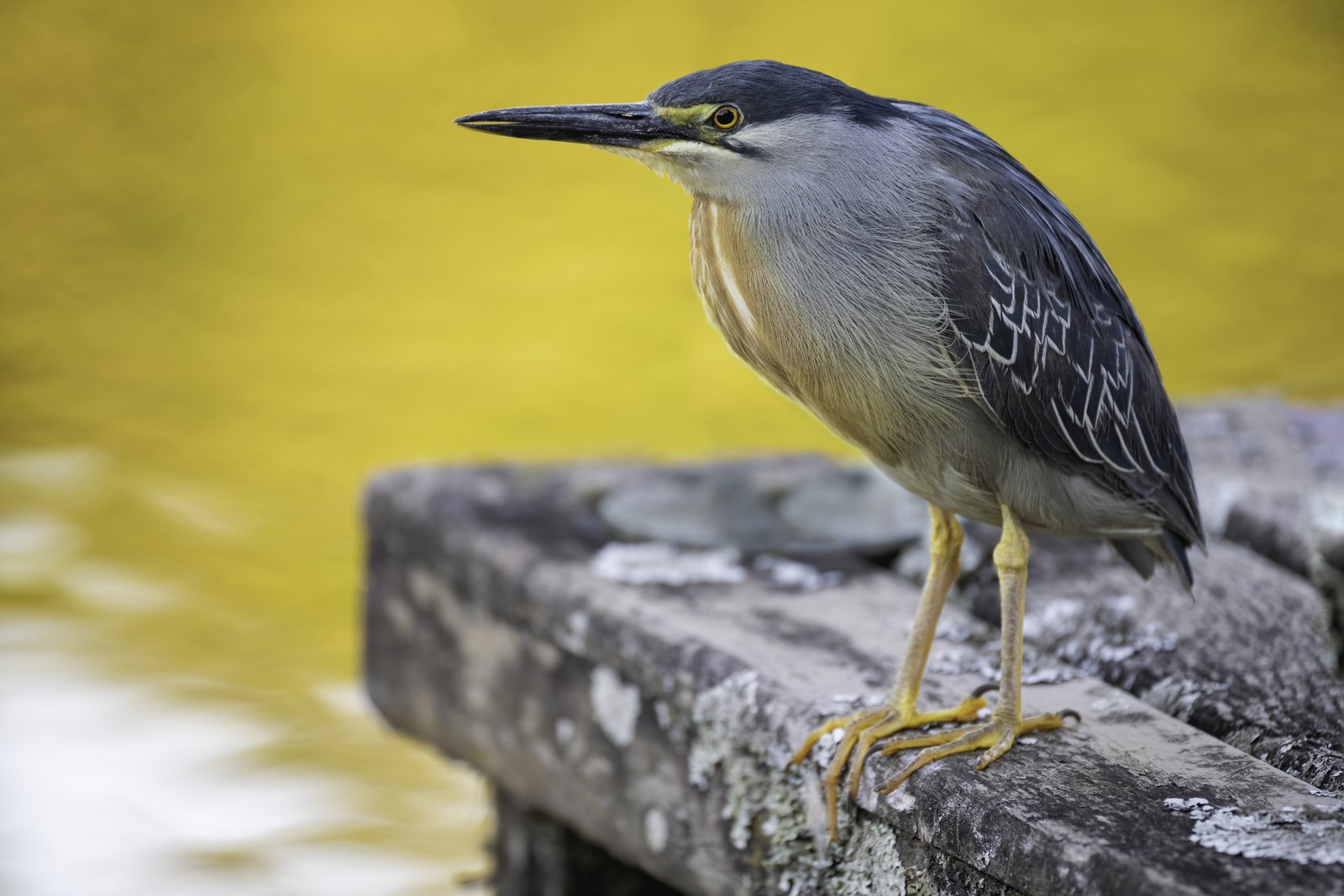 Mangrovereiger (Butorides striata)