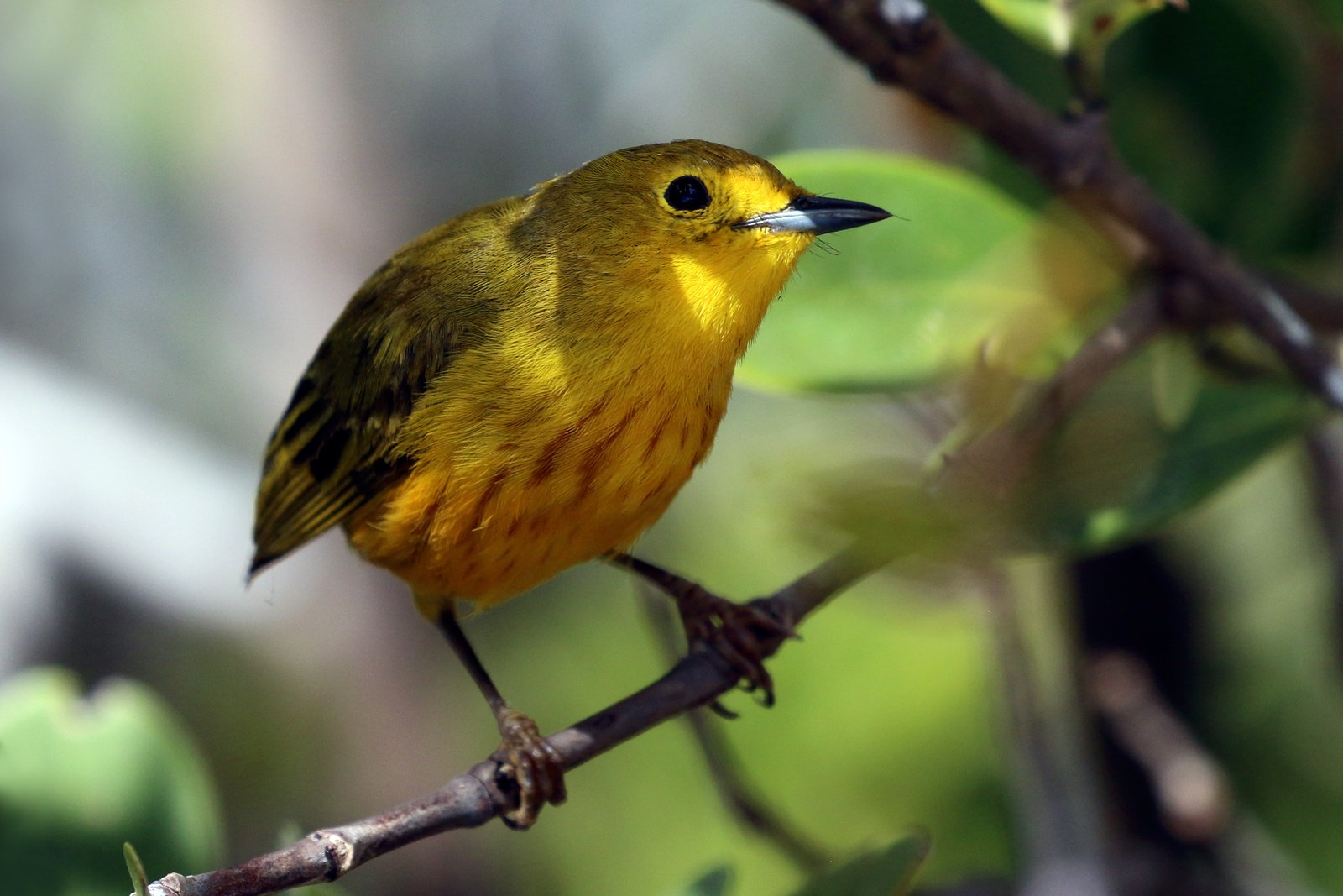 Mangrovezanger (Setophaga petechia)